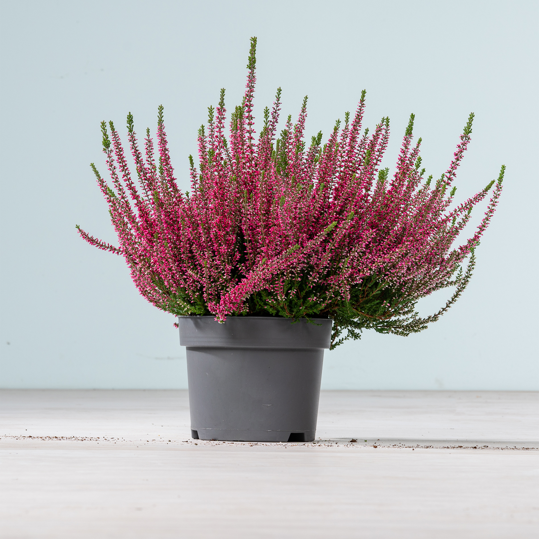 Eine Topfpflanze mit leuchtend rosa Blüten steht auf einer Holzoberfläche vor einem schlichten Hintergrund.