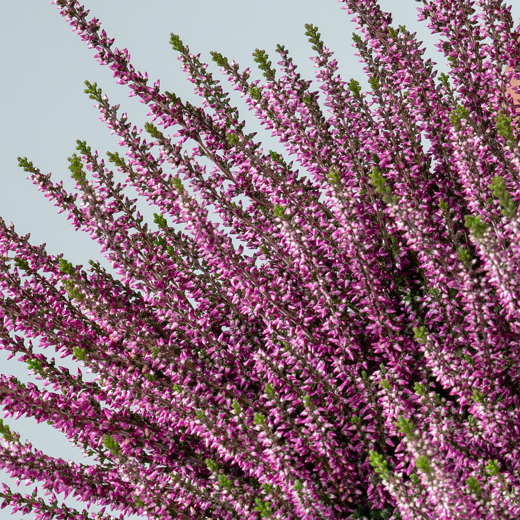 Eine leuchtende Pracht violetter Heideblüten vor einem klaren Himmel. Ihre zarten Blütenblätter und das üppige grüne Laub schaffen eine bezaubernde Naturszene.