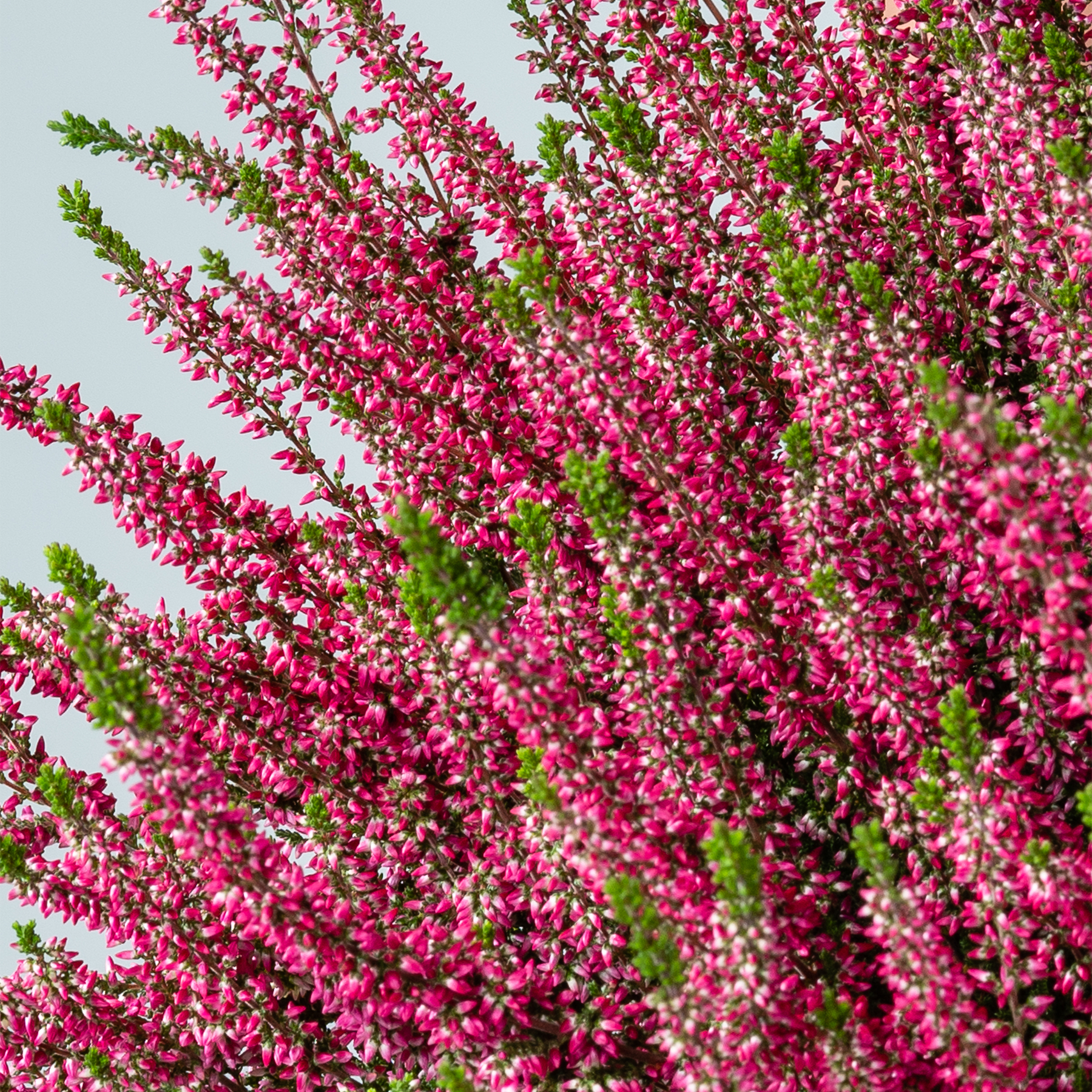 Eine leuchtende Pracht rosa Blüten ziert die Zweige eines blühenden Baumes vor dem Hintergrund eines klaren blauen Himmels.