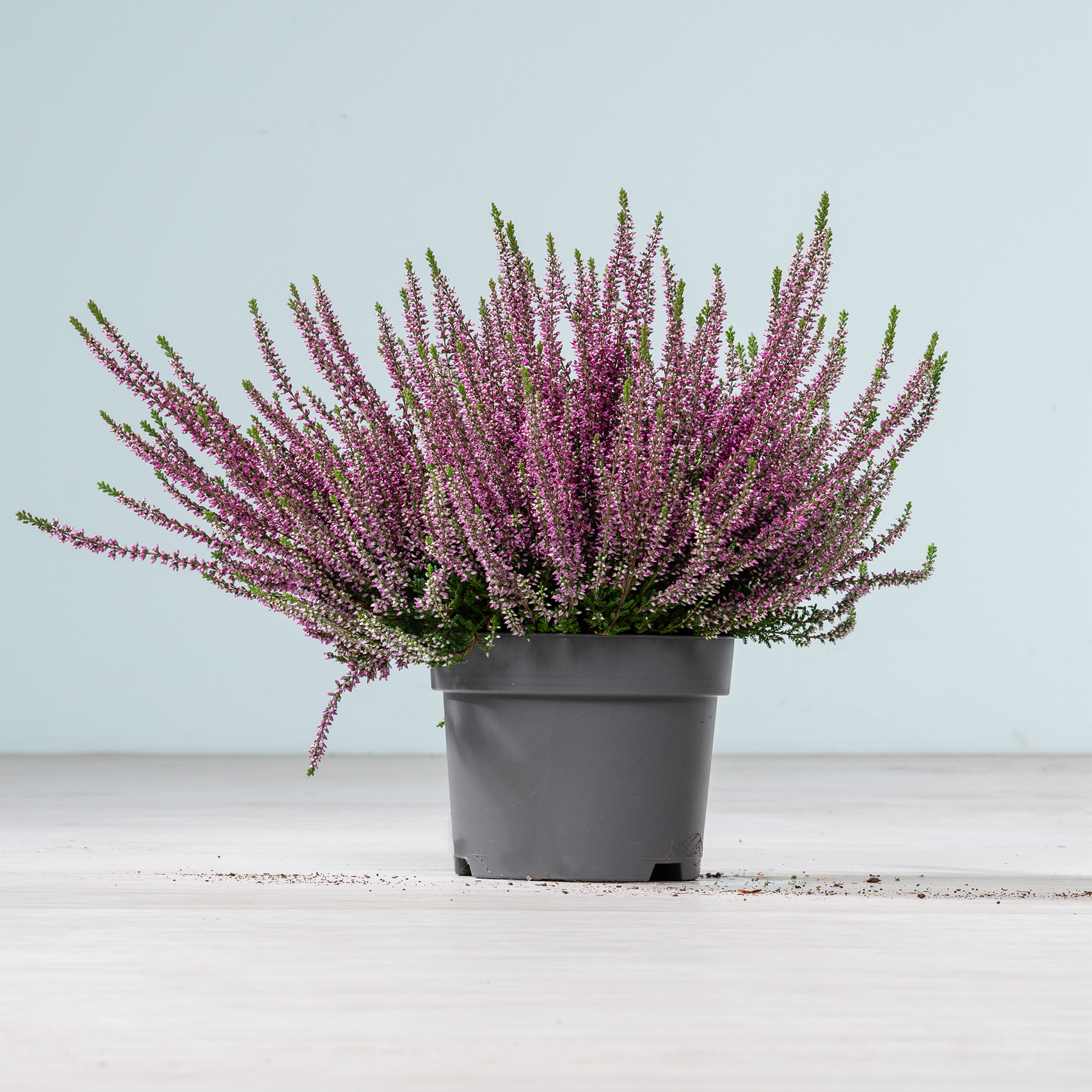 Eine Topfpflanze mit leuchtend violetten Heideblüten steht auf einer Holzoberfläche vor einem schlichten hellen Hintergrund.
