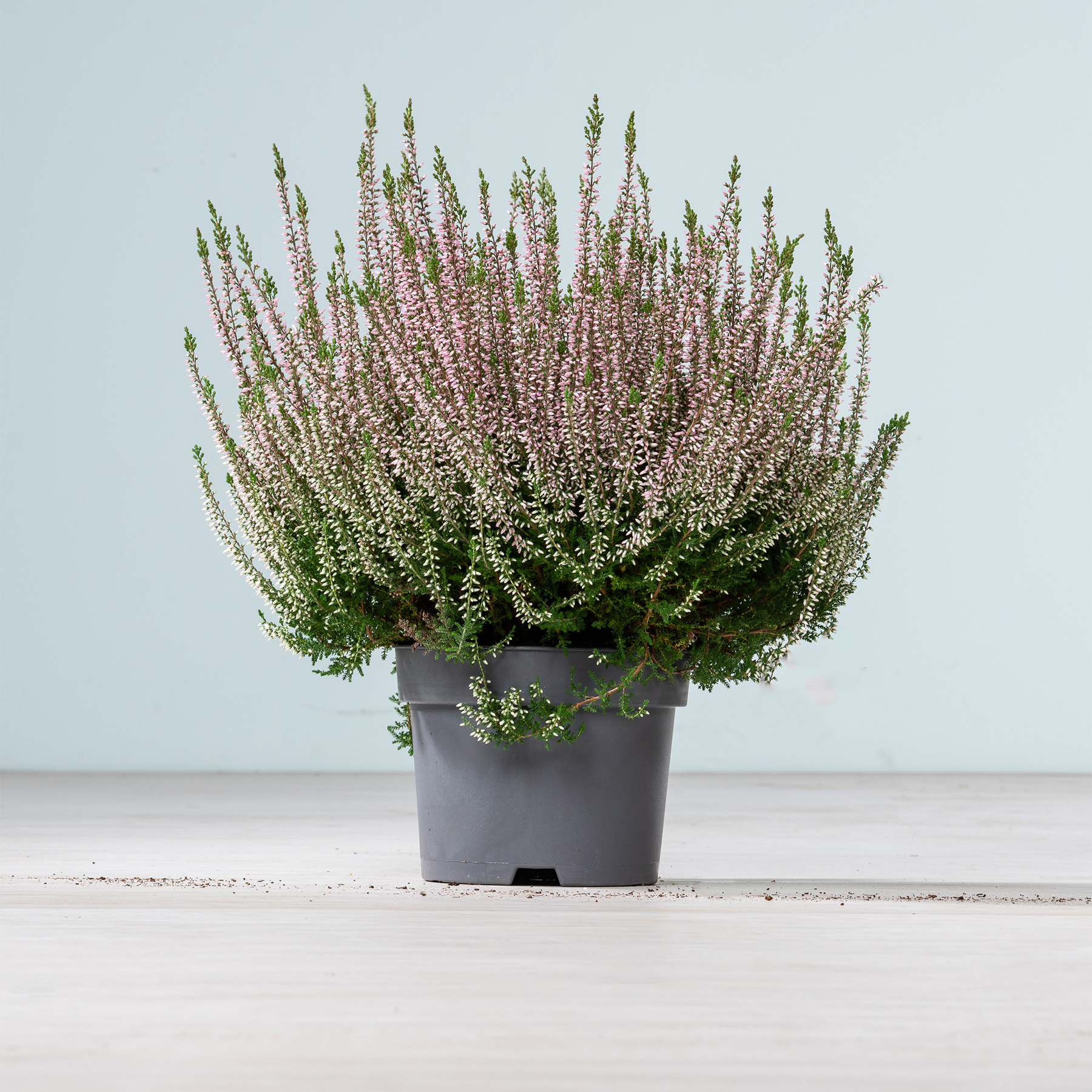 Eine Topfpflanze mit leuchtend rosa und grünen Blättern steht auf einer Holzoberfläche vor einem schlichten Hintergrund.