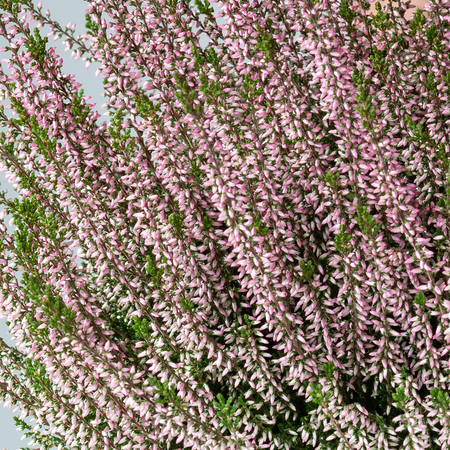 Eine üppige, lebendige Pracht zartrosa Blüten, die sich über den Rahmen ergießen, vor dem Hintergrund grüner Blätter und eines klaren Himmels.