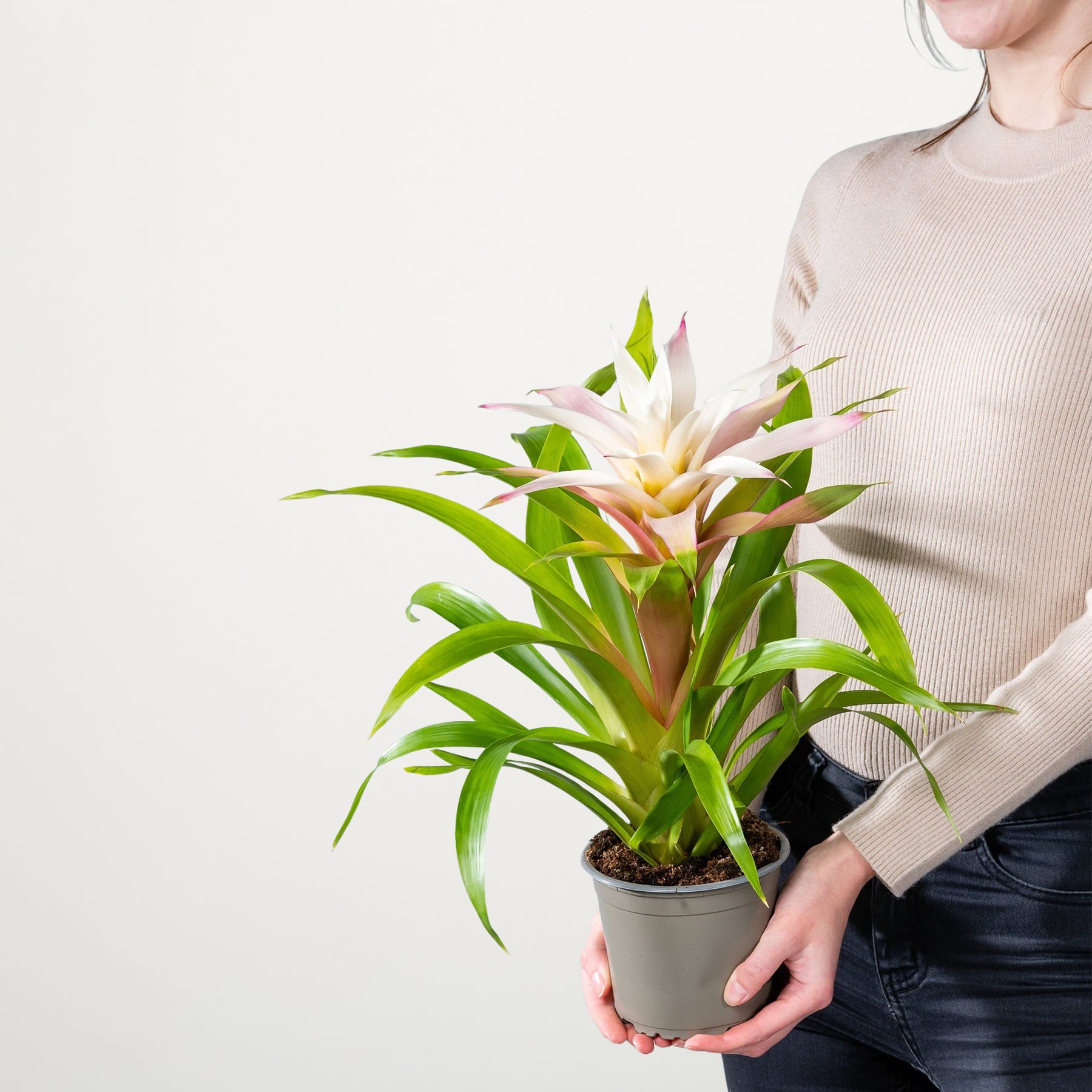Eine Person hält eine Bromelienpflanze im Topf mit leuchtend grünen Blättern und einer auffälligen weiß-gelben Blüte vor einem schlichten weißen Hintergrund.