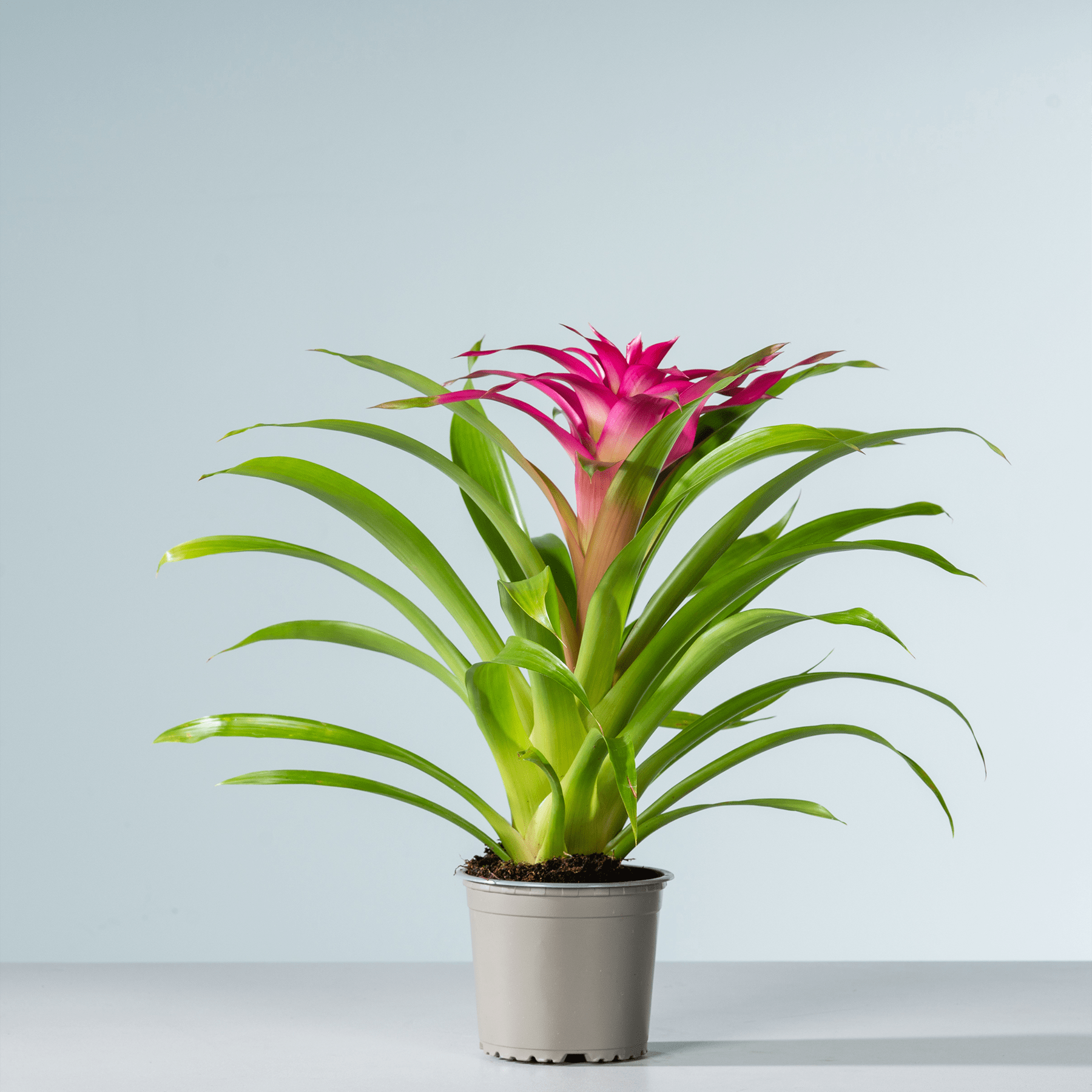 Eine leuchtend rosa Bromelienpflanze mit üppigen grünen Blättern steht in einem einfachen grauen Topf vor einem schlichten hellblauen Hintergrund.
