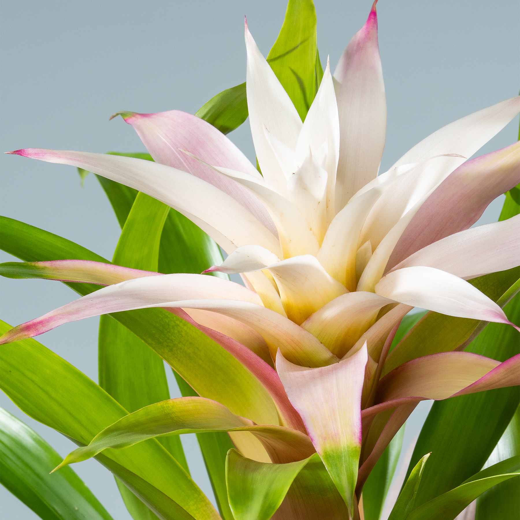 Eine leuchtende tropische Blume mit zarten, pastellfarbenen Blütenblättern, umgeben von üppigem, grünem Laub vor einem klaren, blauen Himmel.