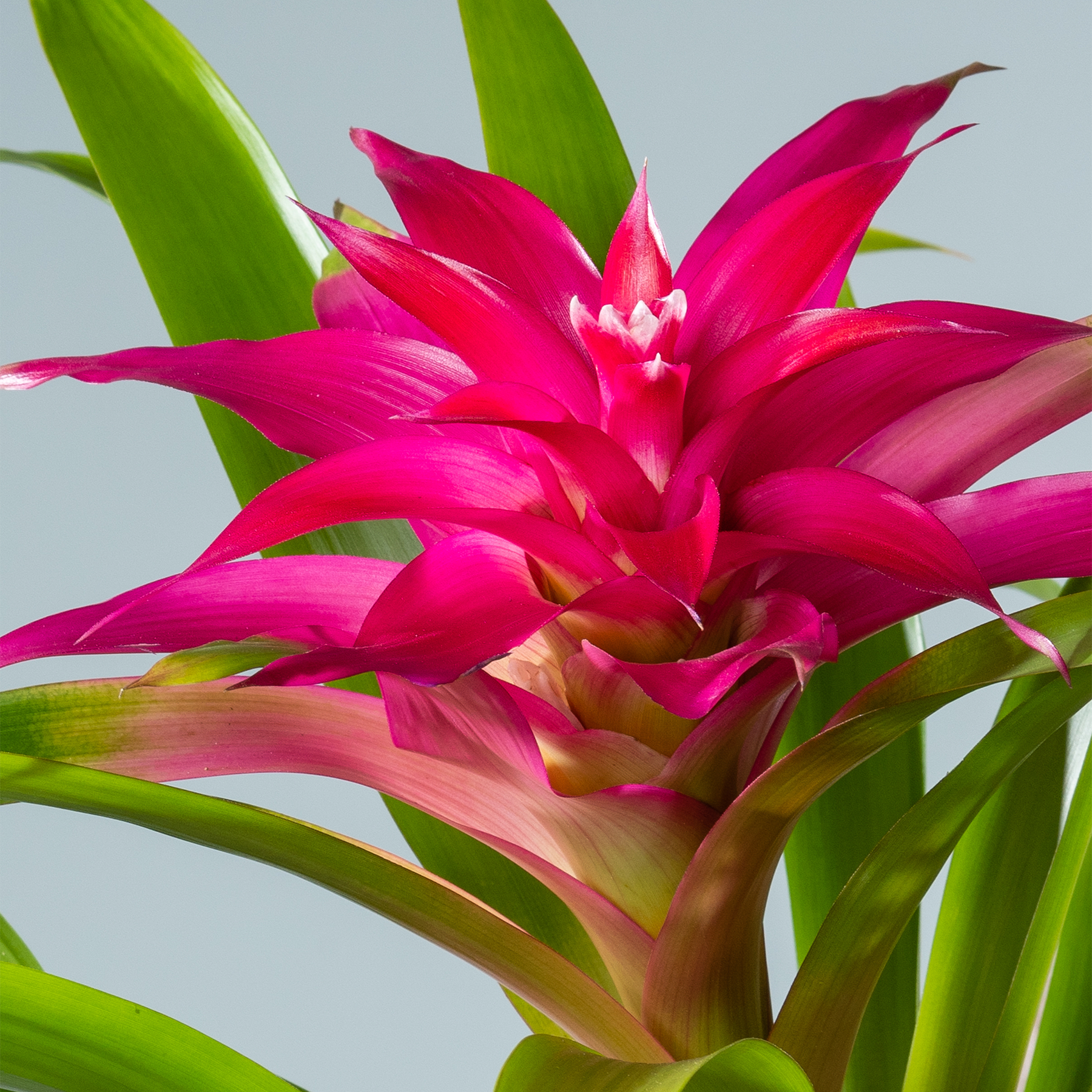Eine leuchtende, fuchsiafarbene Bromelienblüte mit üppigen grünen Blättern sticht vor einem schlichten, hellen Hintergrund hervor.