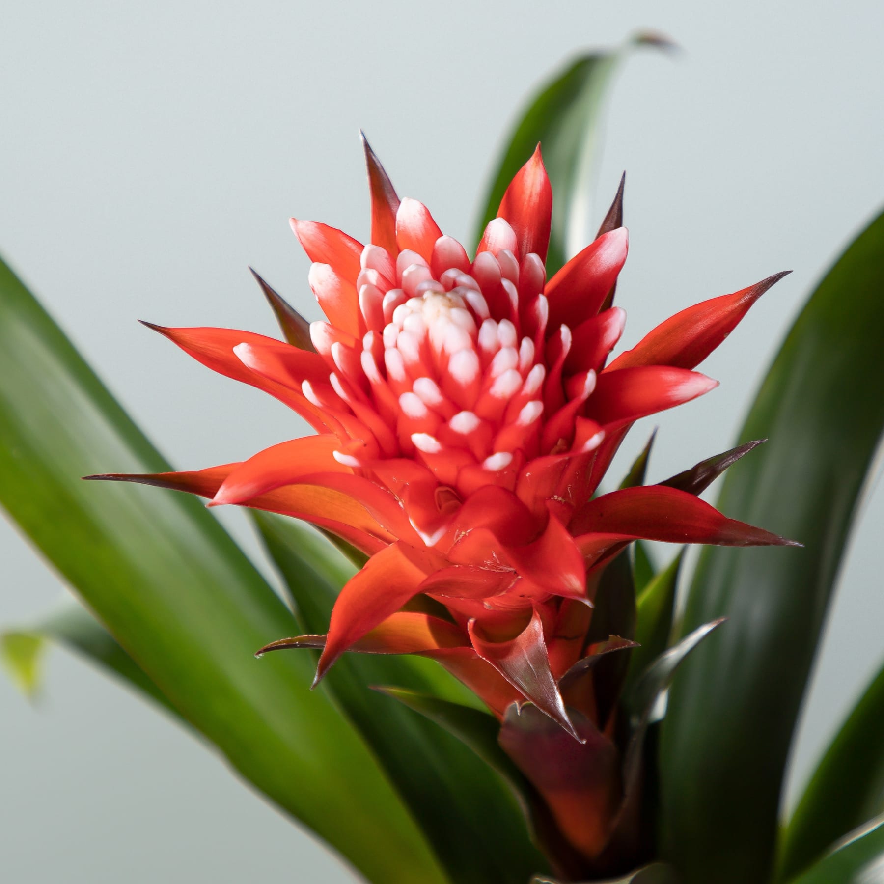 Eine leuchtend rote Bromelienblüte mit kunstvollen Blütenblättern und üppigem grünem Laub im Hintergrund.