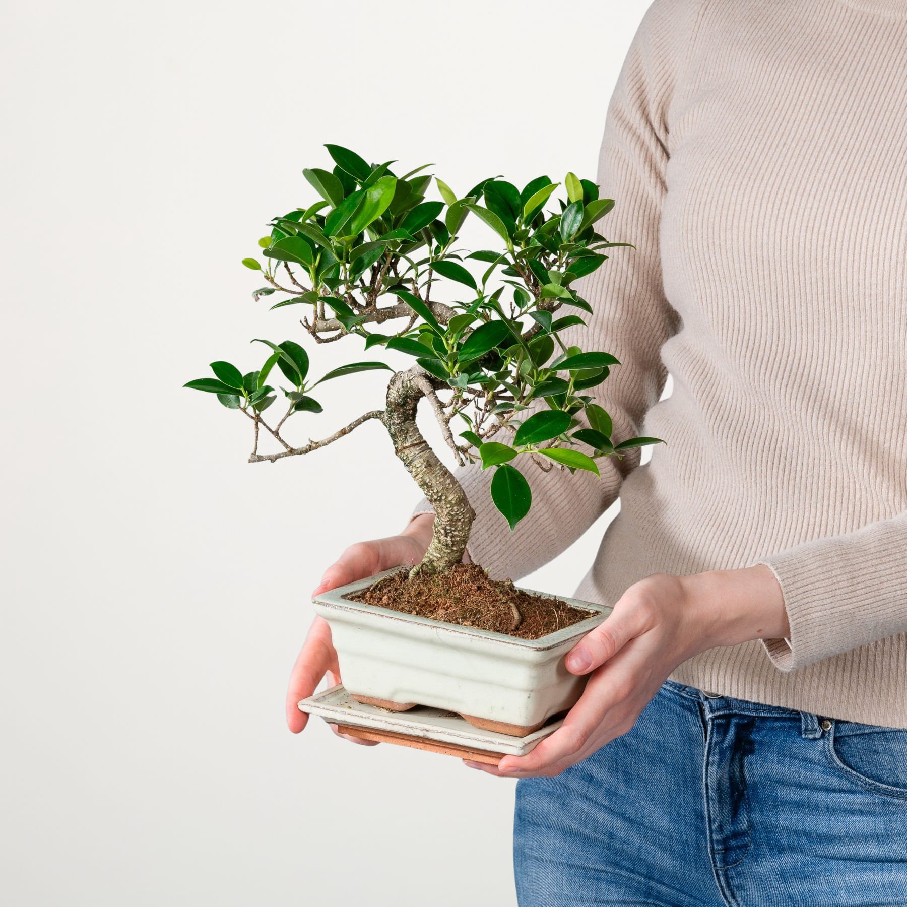 Die Hände einer Person halten einen Bonsai-Baum im Topf mit üppigen grünen Blättern vor einem schlichten weißen Hintergrund.