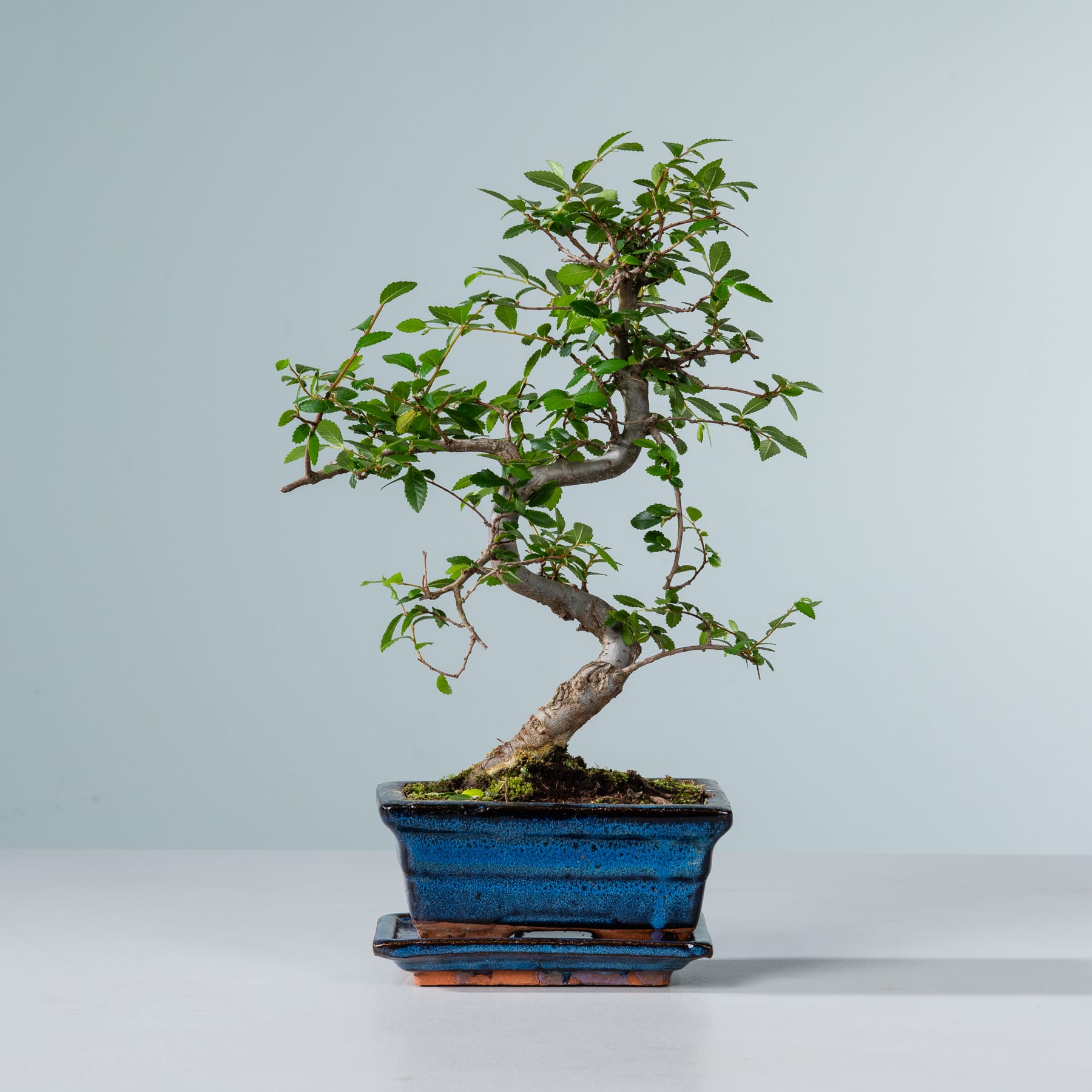 Ein kleiner, gut beschnittener Bonsai-Baum mit üppigem grünem Laub steht in einem leuchtend blauen Keramiktopf auf einem schlichten Hintergrund.