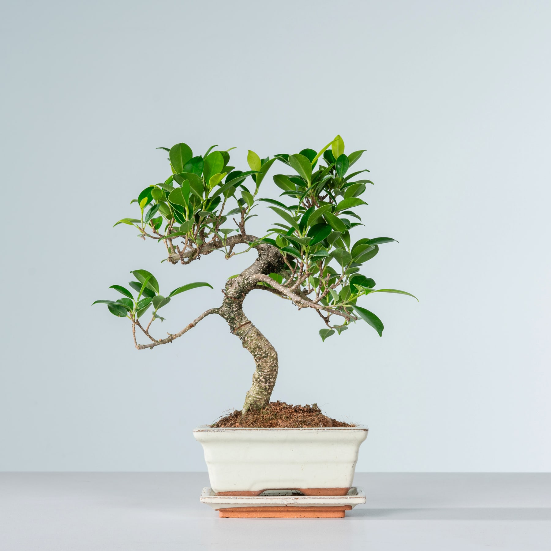 Ein kleiner Bonsai-Baum mit üppigen grünen Blättern steht in einem weißen Keramiktopf auf einer Holzoberfläche vor einem schlichten Hintergrund.