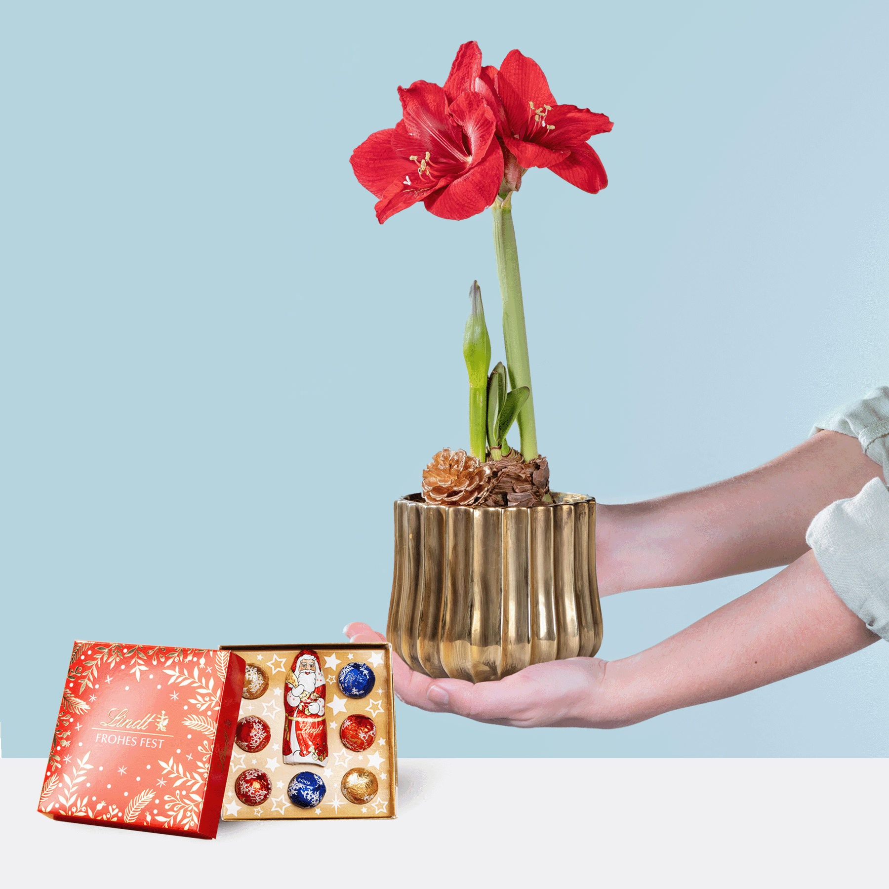 Eine leuchtend rote Amaryllisblüte in einer goldenen Vase steht prominent auf einem Tisch, begleitet von einer dekorativen Geschenkbox mit verschiedenen Pralinen.