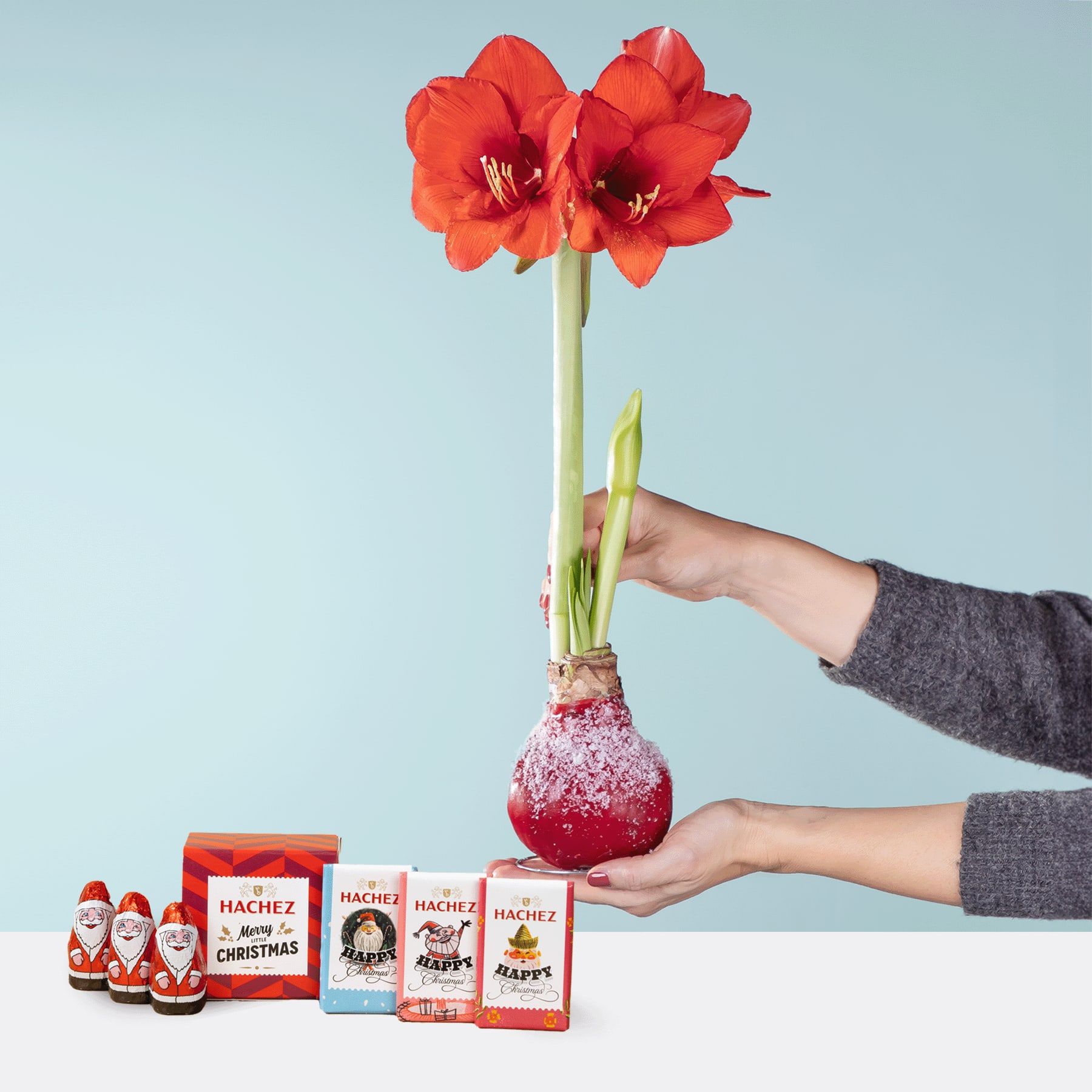 Eine leuchtend rote Amaryllisblüte wird vor einem hellblauen Hintergrund in der Hand gehalten, im Vordergrund sind mehrere kleine rot-weiße Geschenkboxen angeordnet.