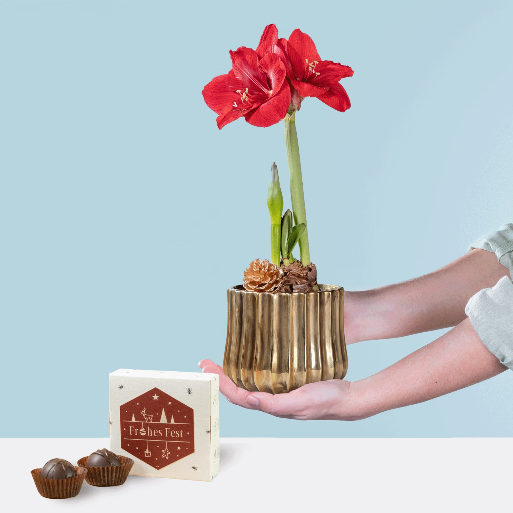 Eine leuchtend rote Amaryllisblüte in einer goldenen Vase wird vor einer weißen Schachtel mit dem Text „Fresh Treats“ auf hellblauem Hintergrund gehalten.
