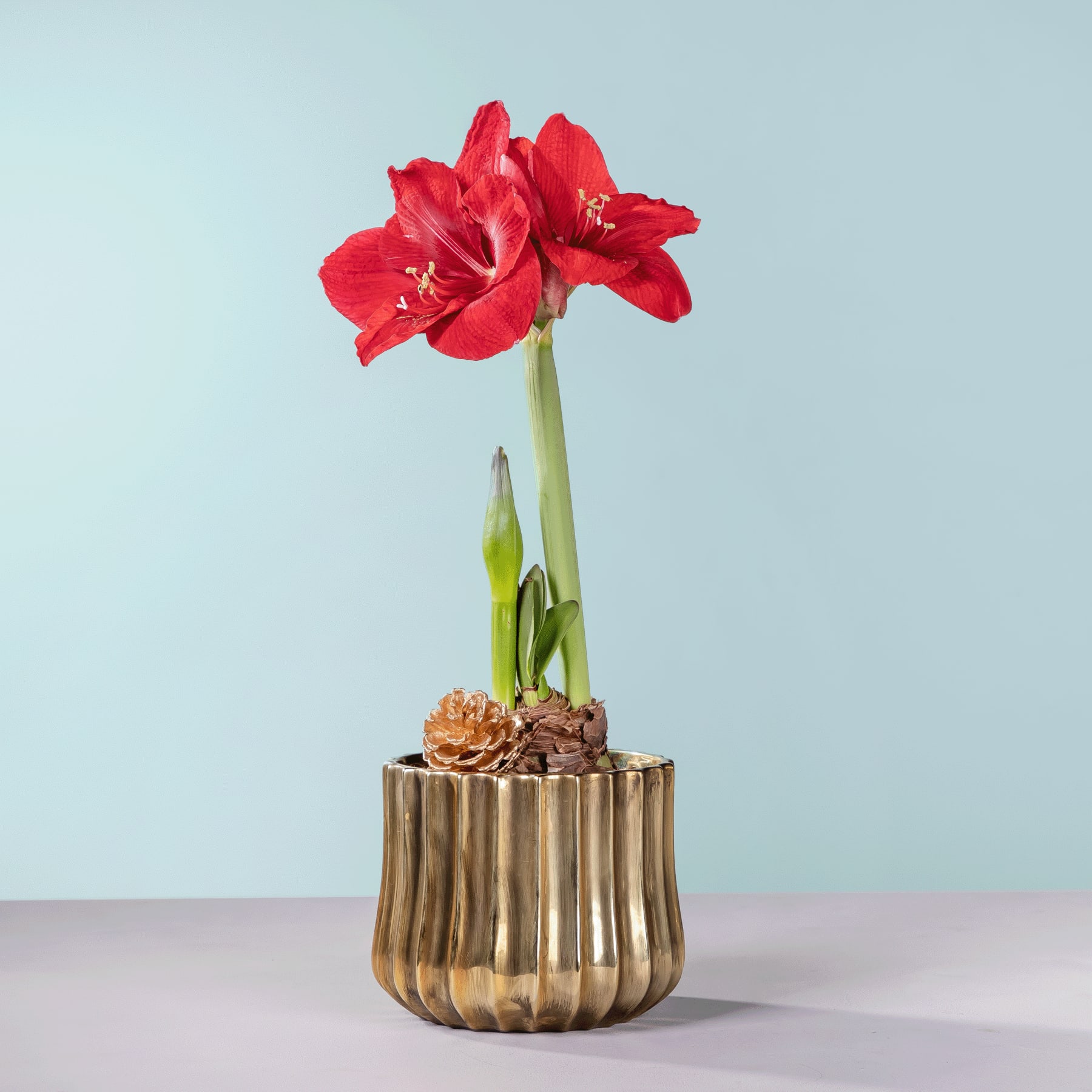 Eine leuchtend rote Amaryllisblüte blüht in einer goldenen, gerippten Vase vor einem hellblauen Hintergrund.