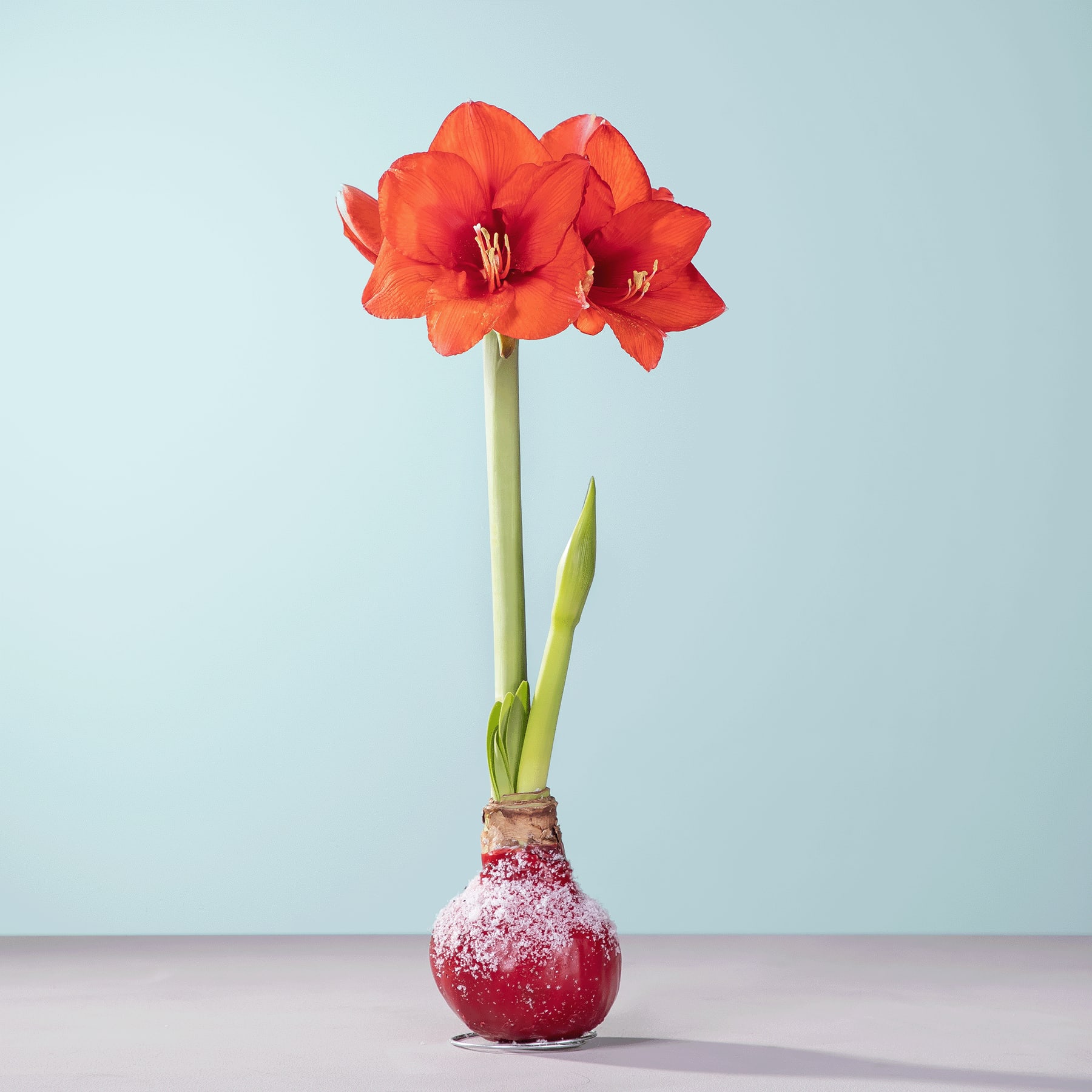 Eine leuchtend rote Amaryllisblüte blüht in einer Vase vor einem sanften blauen Hintergrund und schafft so eine auffällige und optisch ansprechende Komposition.