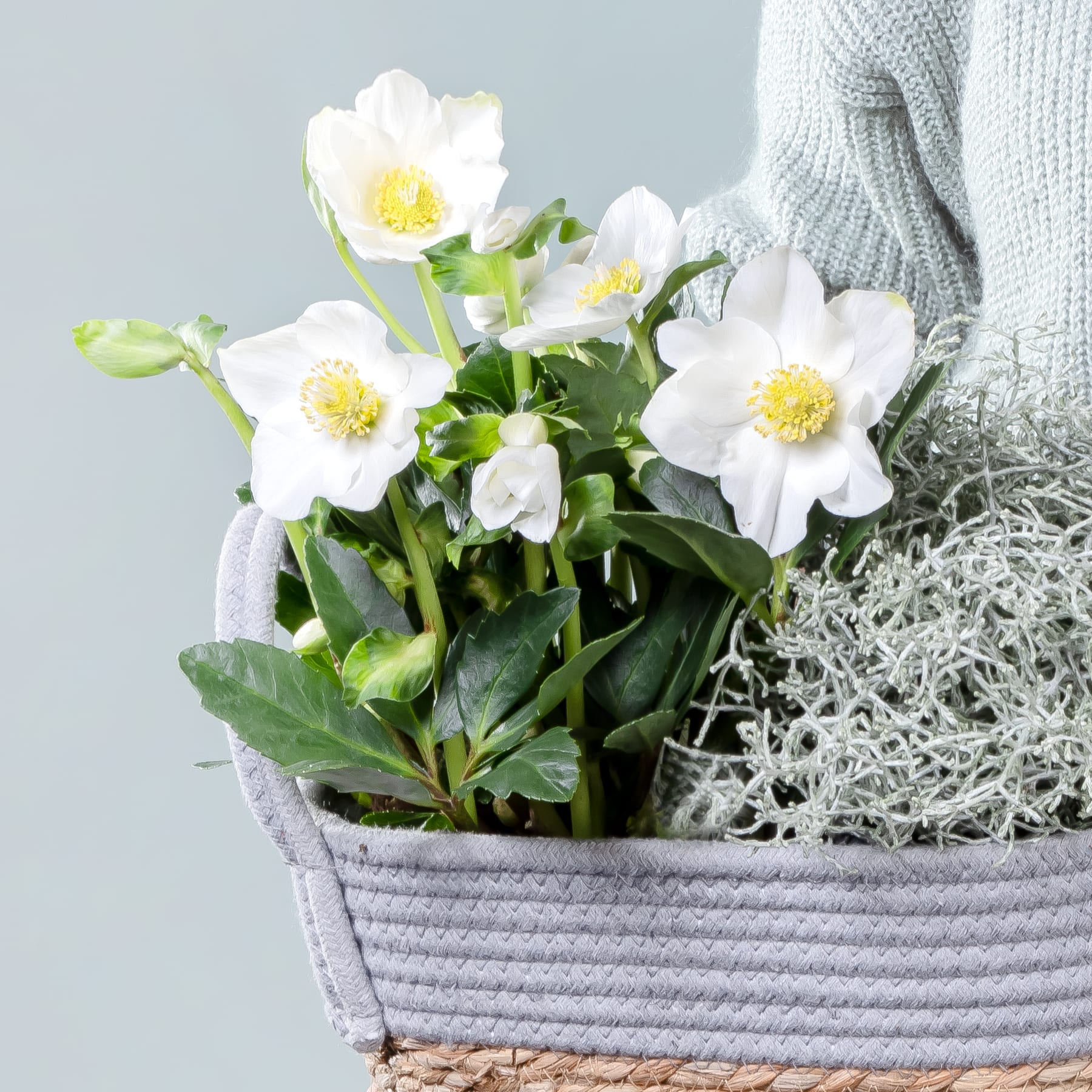 Auf einem grauen Hintergrund steht ein Korb voller leuchtend weißer Anemonenblüten, umgeben von einem kuscheligen Strickstoff.
