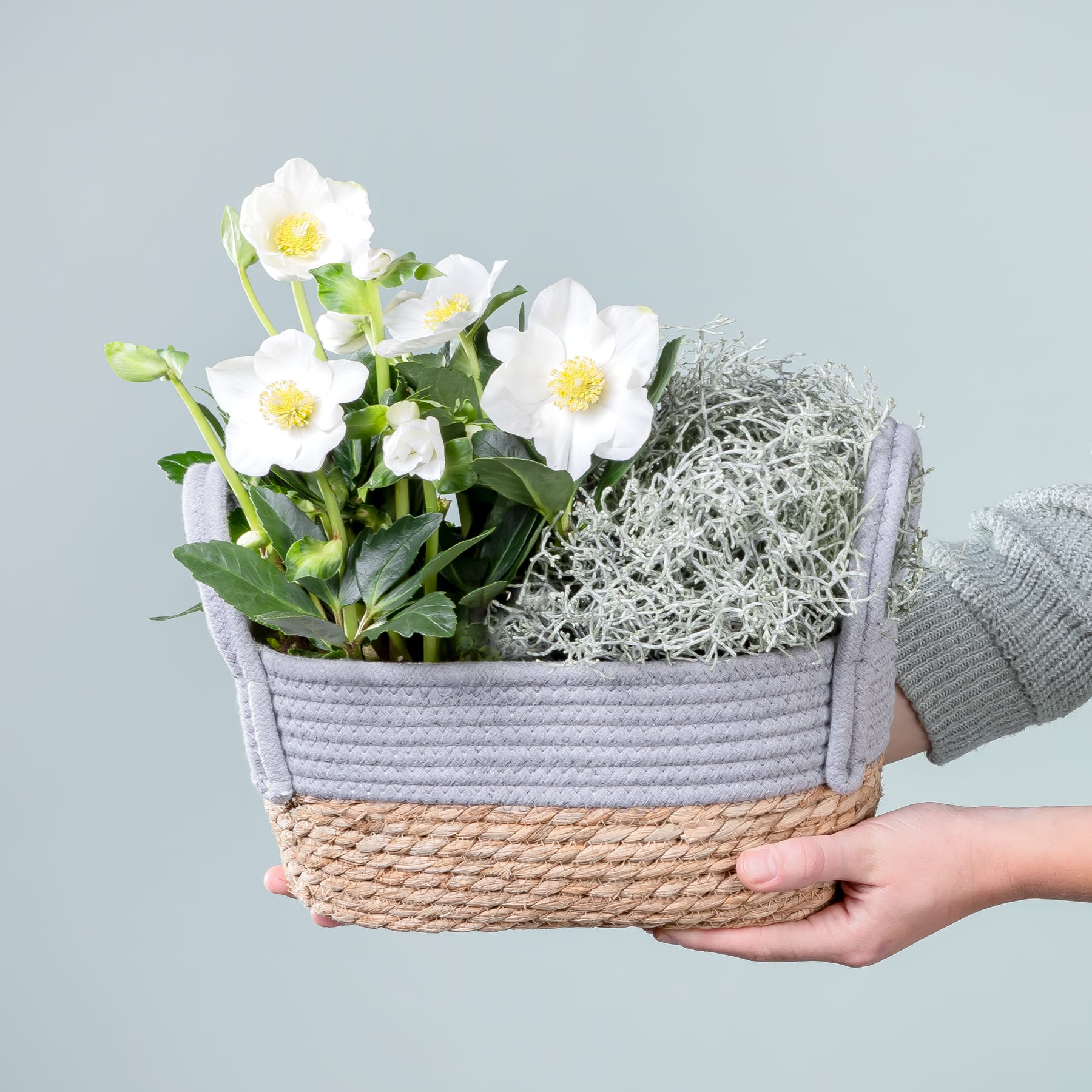 Ein geflochtener Korb voller blühender weißer Blumen, den eine Person vor einem schlichten grauen Hintergrund in den Händen hält.