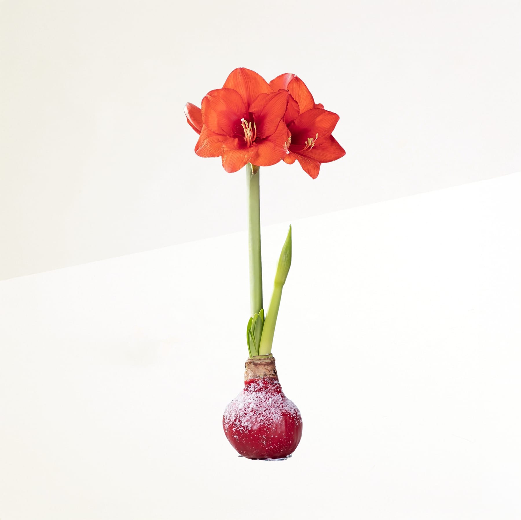 Eine leuchtend rote Amaryllisblüte steht hoch in einer Vase, ihre Blütenblätter bilden einen schönen Kontrast zum schlichten weißen Hintergrund.