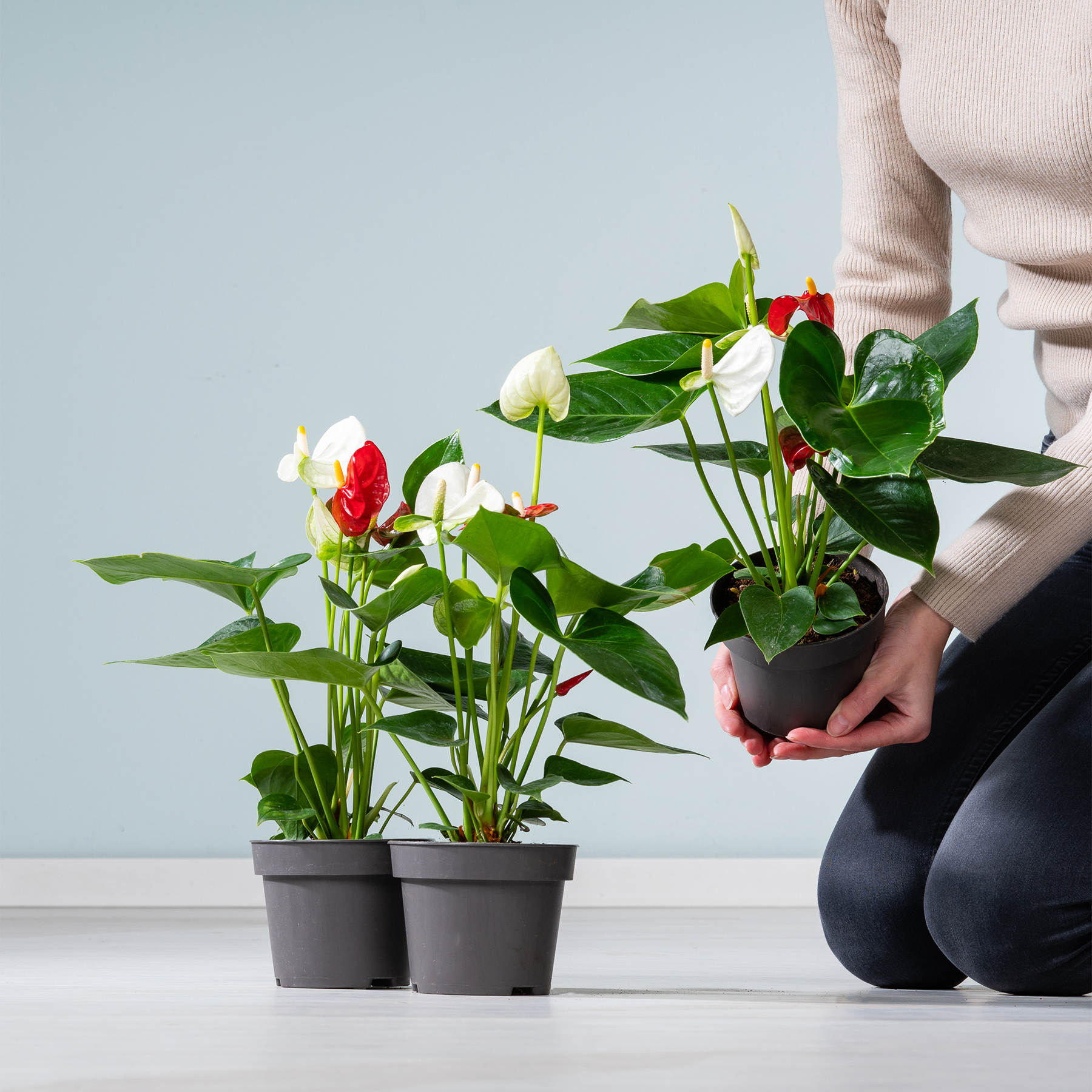 Das Bild zeigt die Hände einer Person, die vor einem schlichten Hintergrund zwei Anthurien-Topfpflanzen mit leuchtend roten und weißen Blüten hält.