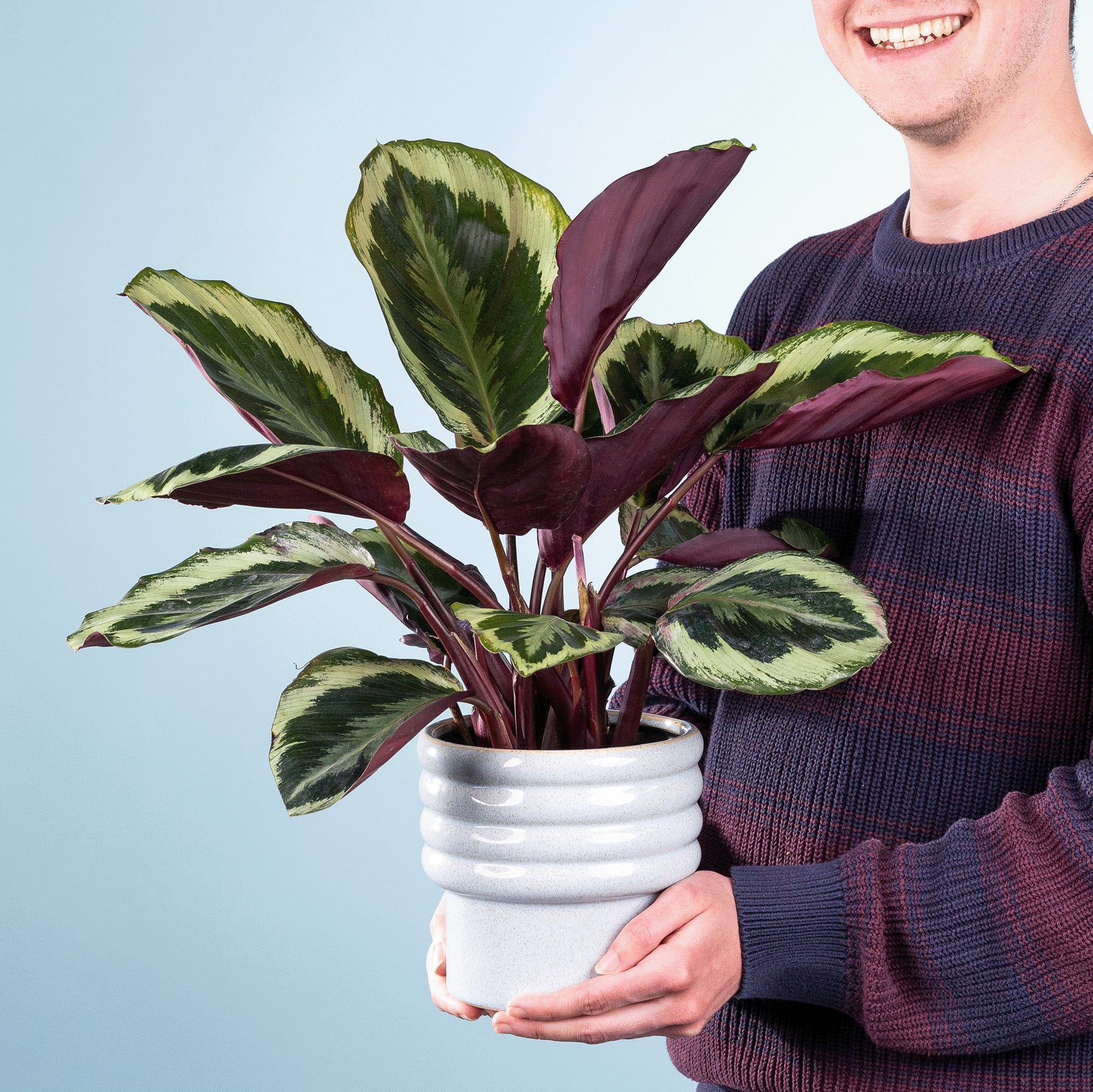 Eine Person in einem lila Pullover hält eine Topfpflanze mit großen, leuchtend grünen und burgunderfarbenen Blättern vor einem schlichten blauen Hintergrund.
