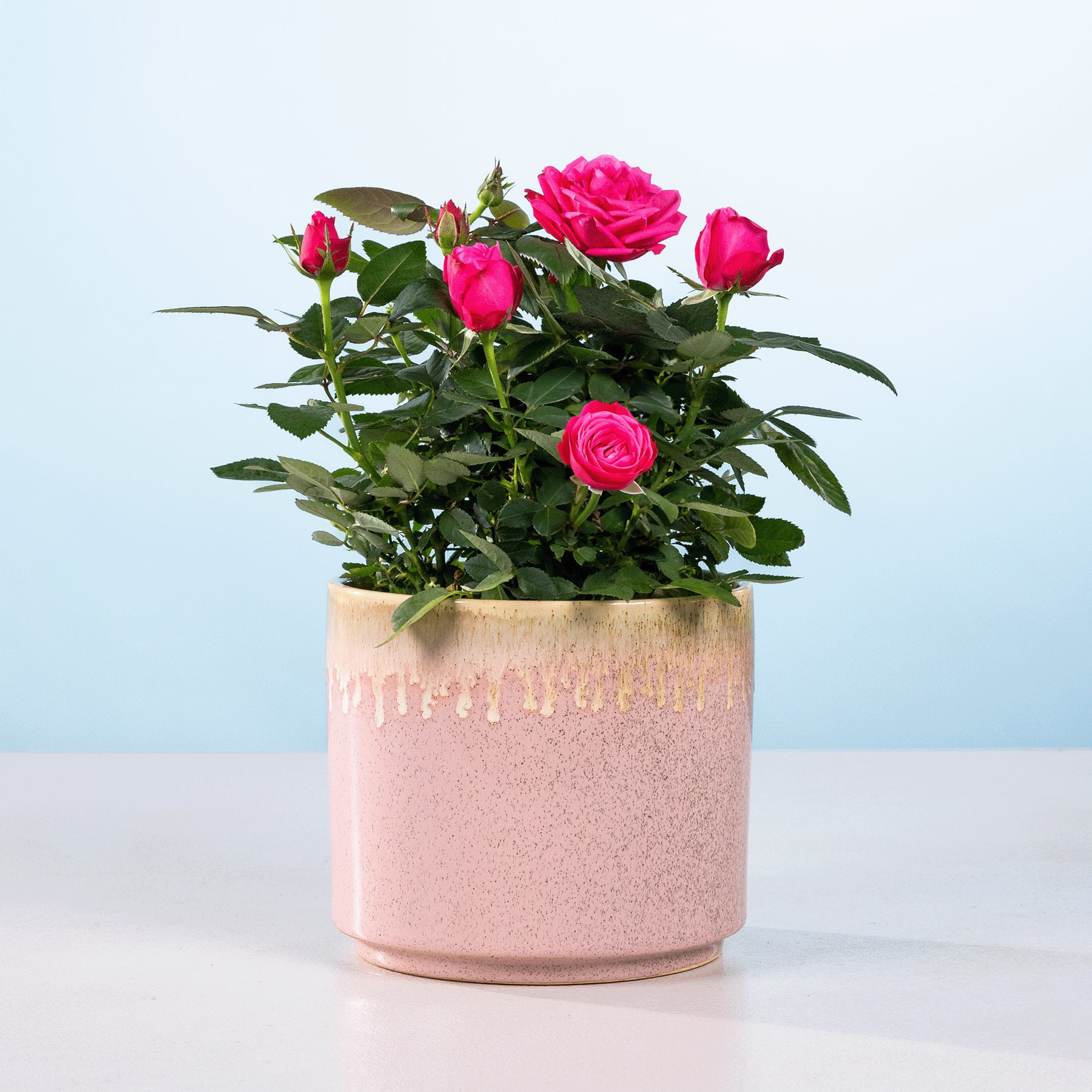 Ein leuchtender Strauß rosa Rosen steht in einem rosafarbenen Keramiktopf vor einem schlichten hellblauen Hintergrund.
