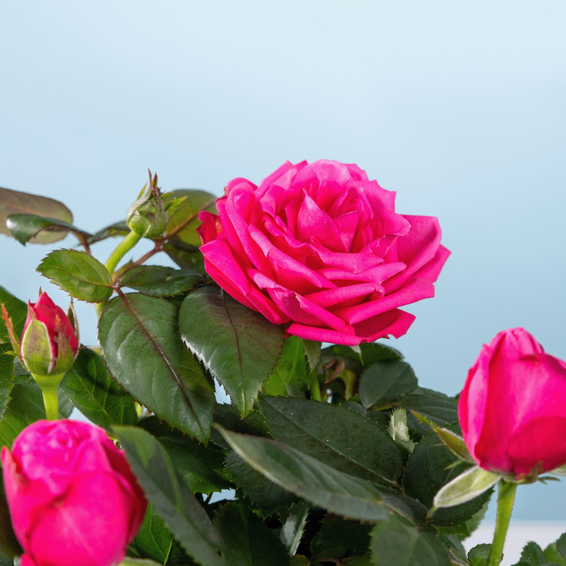 Eine leuchtende, voll erblühte rosa Rose steht prominent im Vordergrund, umgeben von üppigen grünen Blättern vor einem ruhigen, hellblauen Himmel im Hintergrund.