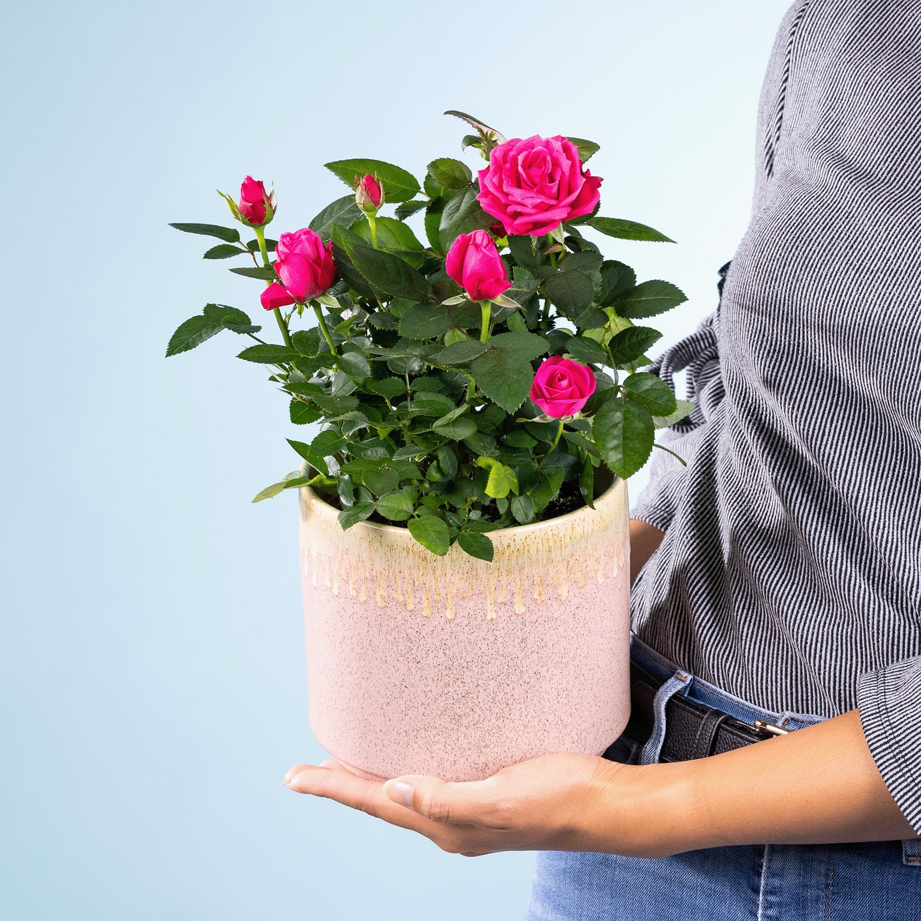 Die Hände einer Person halten eine Topfpflanze mit leuchtend rosa Rosen vor einem schlichten blauen Hintergrund.