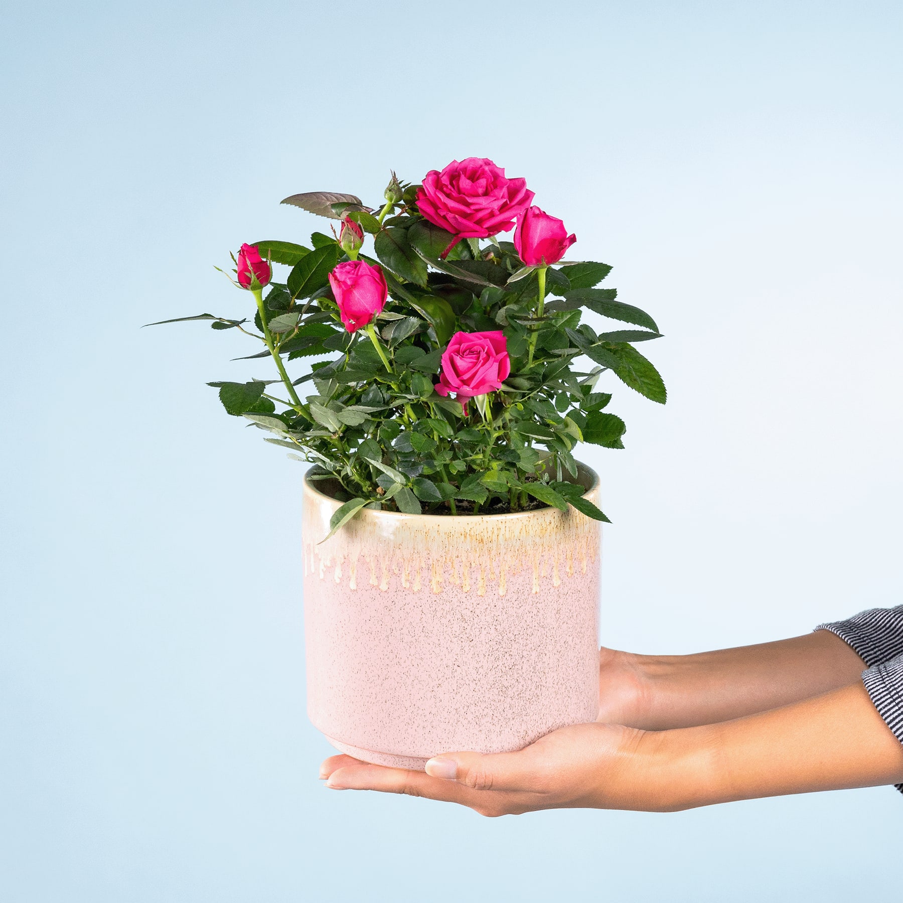 Ein Strauß leuchtend rosa Rosen in einem hellrosa Keramiktopf, den eine Person vor einem schlichten blauen Hintergrund in den Händen hält.