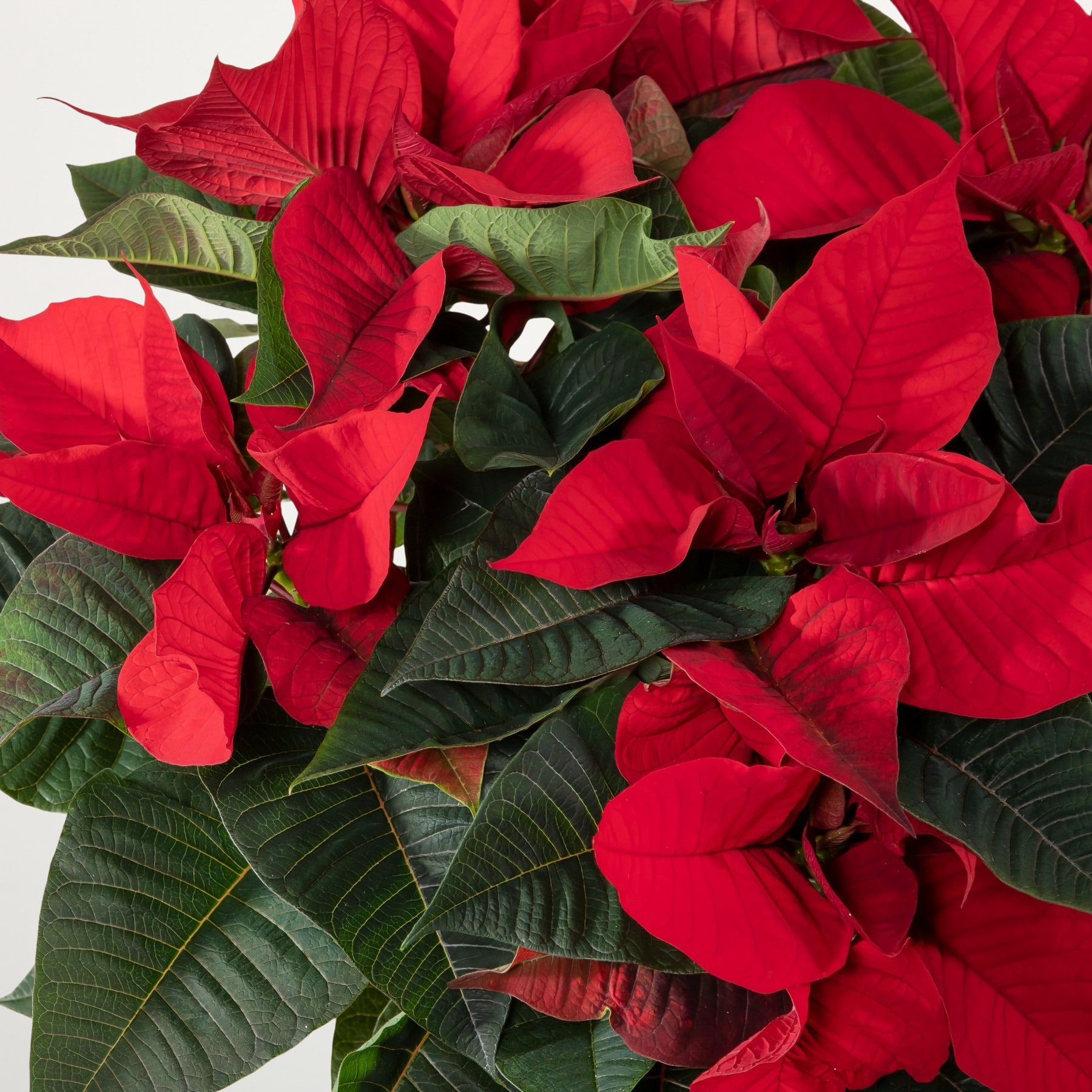 Ein farbenfroher Strauß üppiger, roter Weihnachtssternblüten mit grünen Blättern füllt den Rahmen und sorgt für ein eindrucksvolles und festliches Bild.