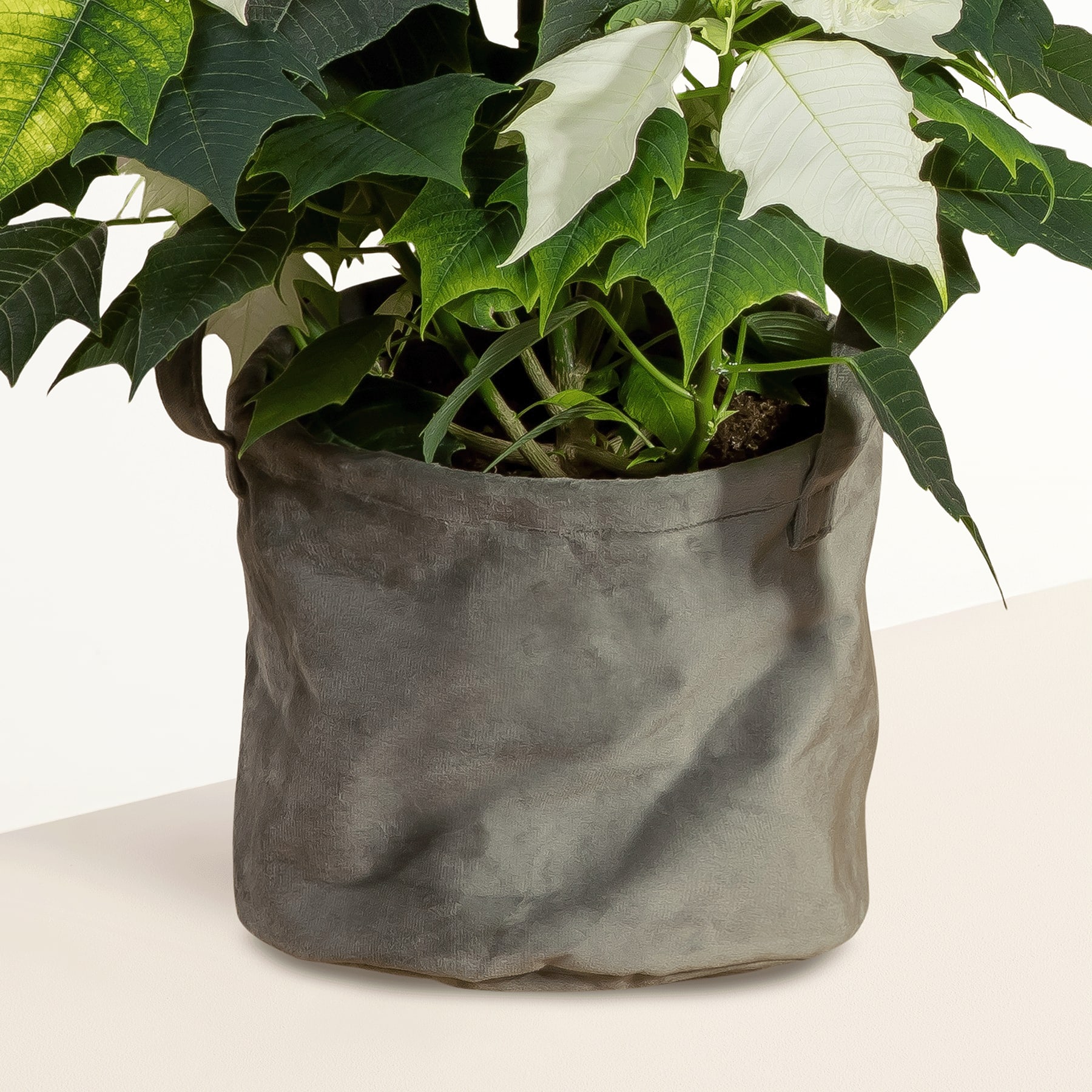 Ein grauer Stoffpflanzer mit üppigen grünen Blättern und Stängeln steht auf einer Holzoberfläche vor einem neutralen Hintergrund.