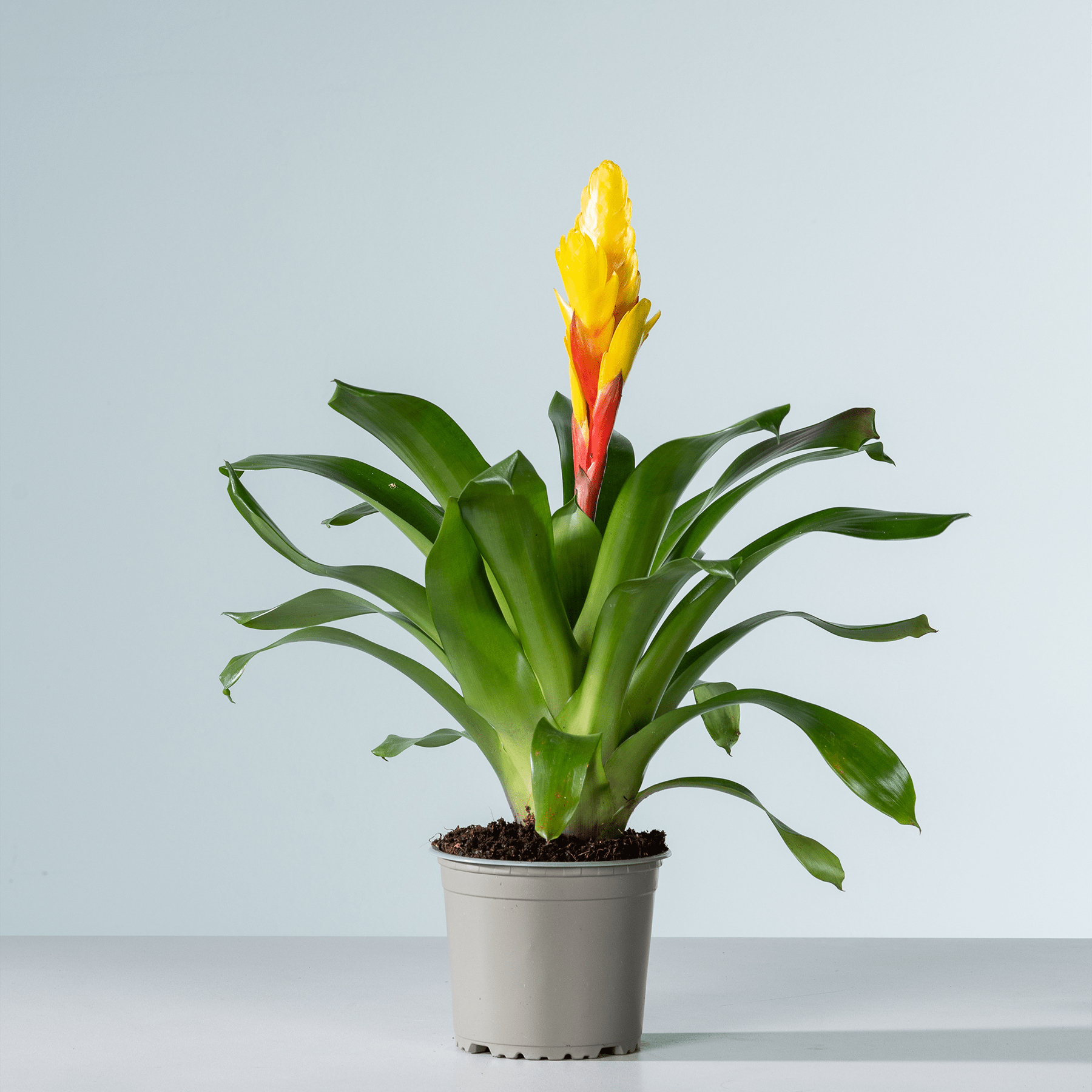 Eine leuchtende Bromelienpflanze mit grünen Blättern und einer auffälligen gelb-roten Blüte blüht in einem grauen Topf vor einem schlichten Hintergrund.