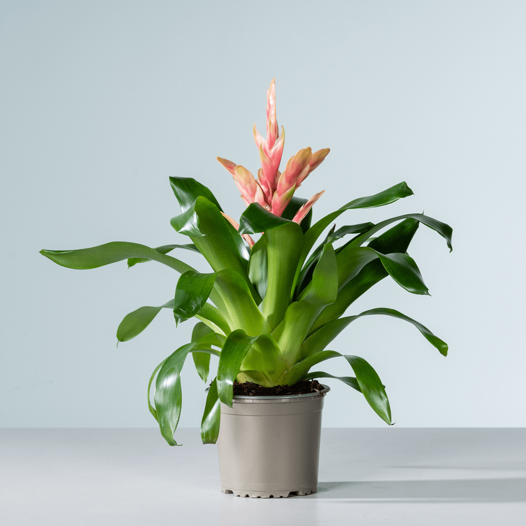 Eine Bromelienpflanze im Topf mit leuchtend rosa und grünen Blättern steht auf einer hellen Oberfläche vor einem schlichten Hintergrund.