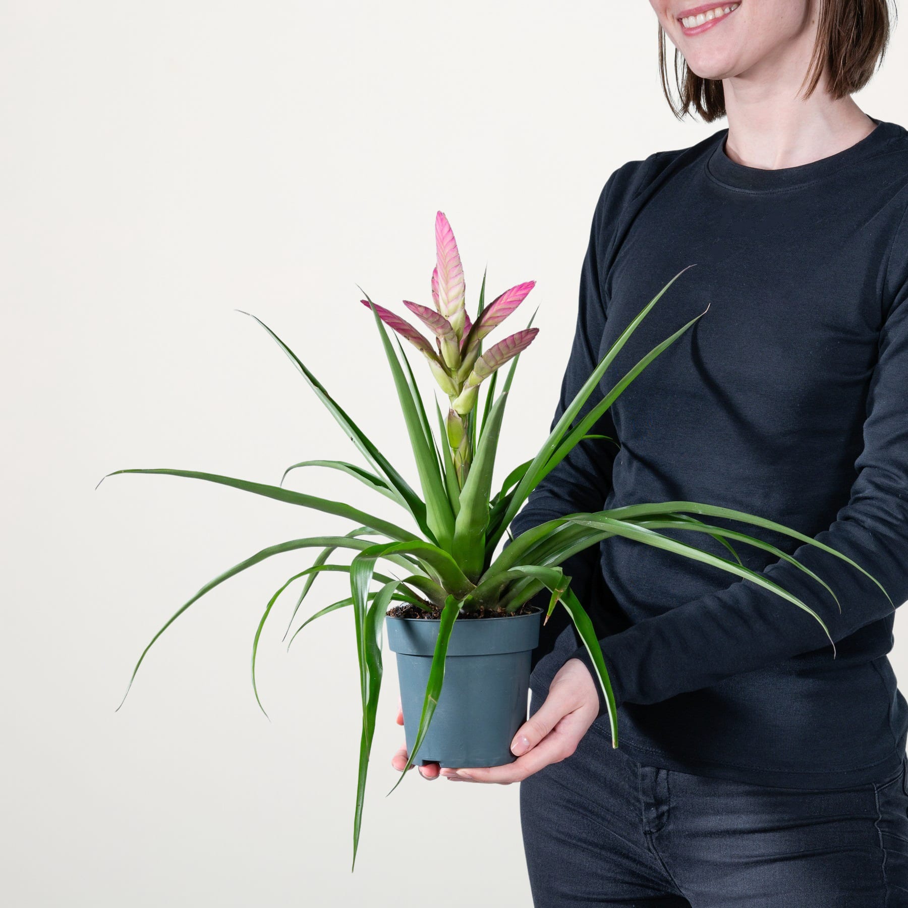 Eine lächelnde Person in einem schwarzen Hemd hält eine Bromelie im Topf mit leuchtend rosa und grünen Blättern vor einem schlichten weißen Hintergrund.