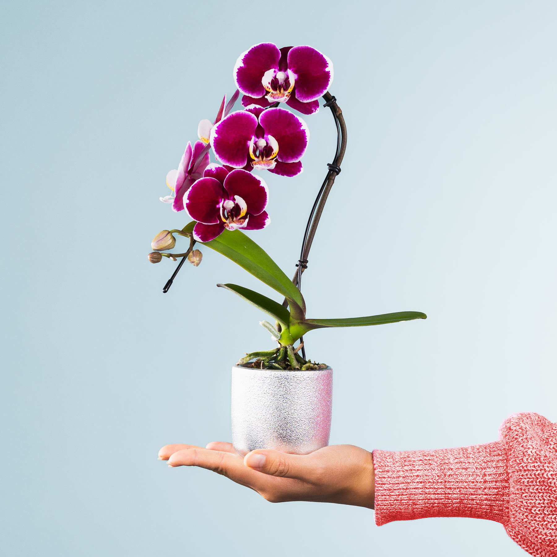 Eine Hand hält eine Orchidee im Topf mit leuchtend violetten Blüten vor hellblauem Hintergrund.
