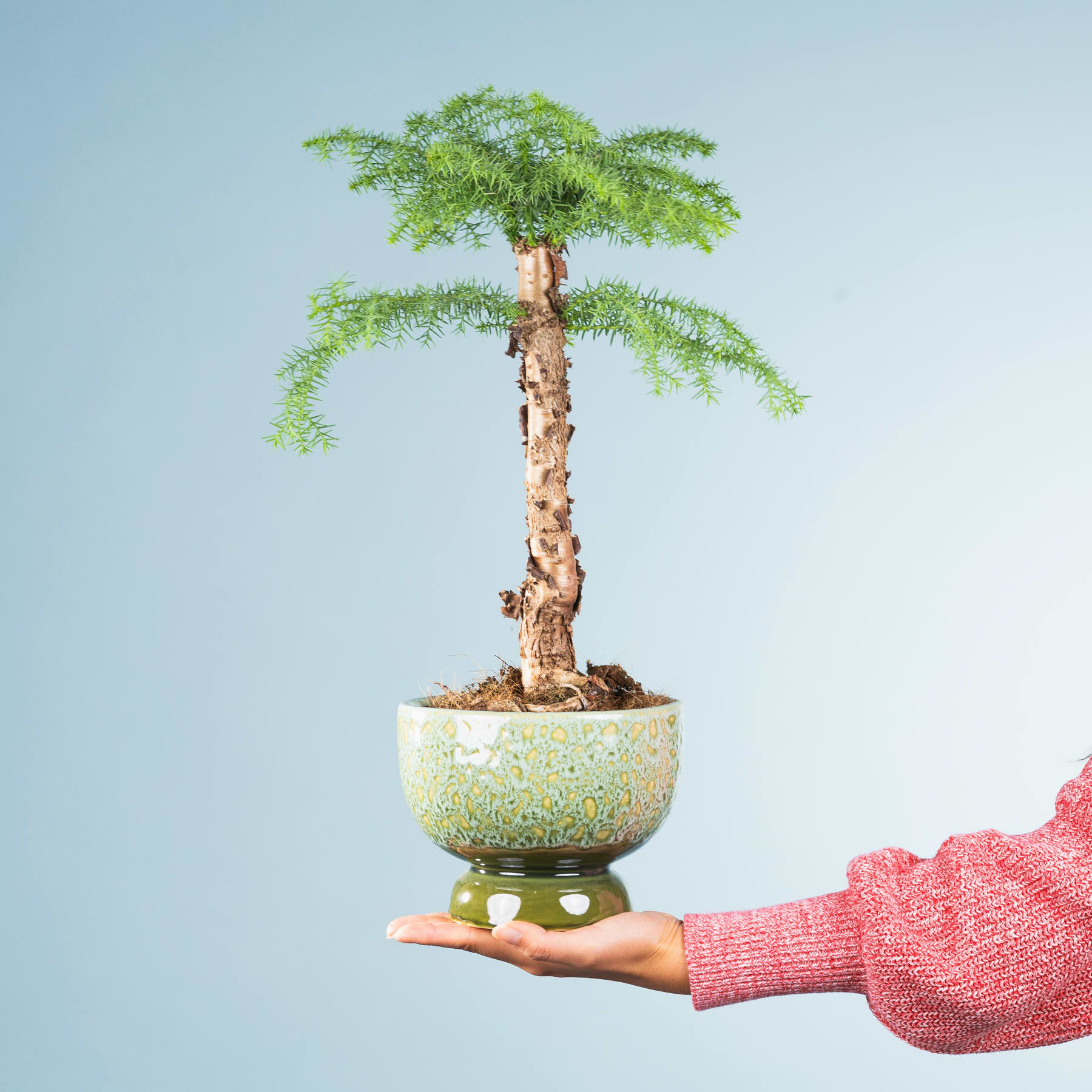 Vor einem schlichten blauen Hintergrund hält eine Person einen kleinen Bonsai-Baum in einem Topf mit üppigem grünem Laub in der Hand.