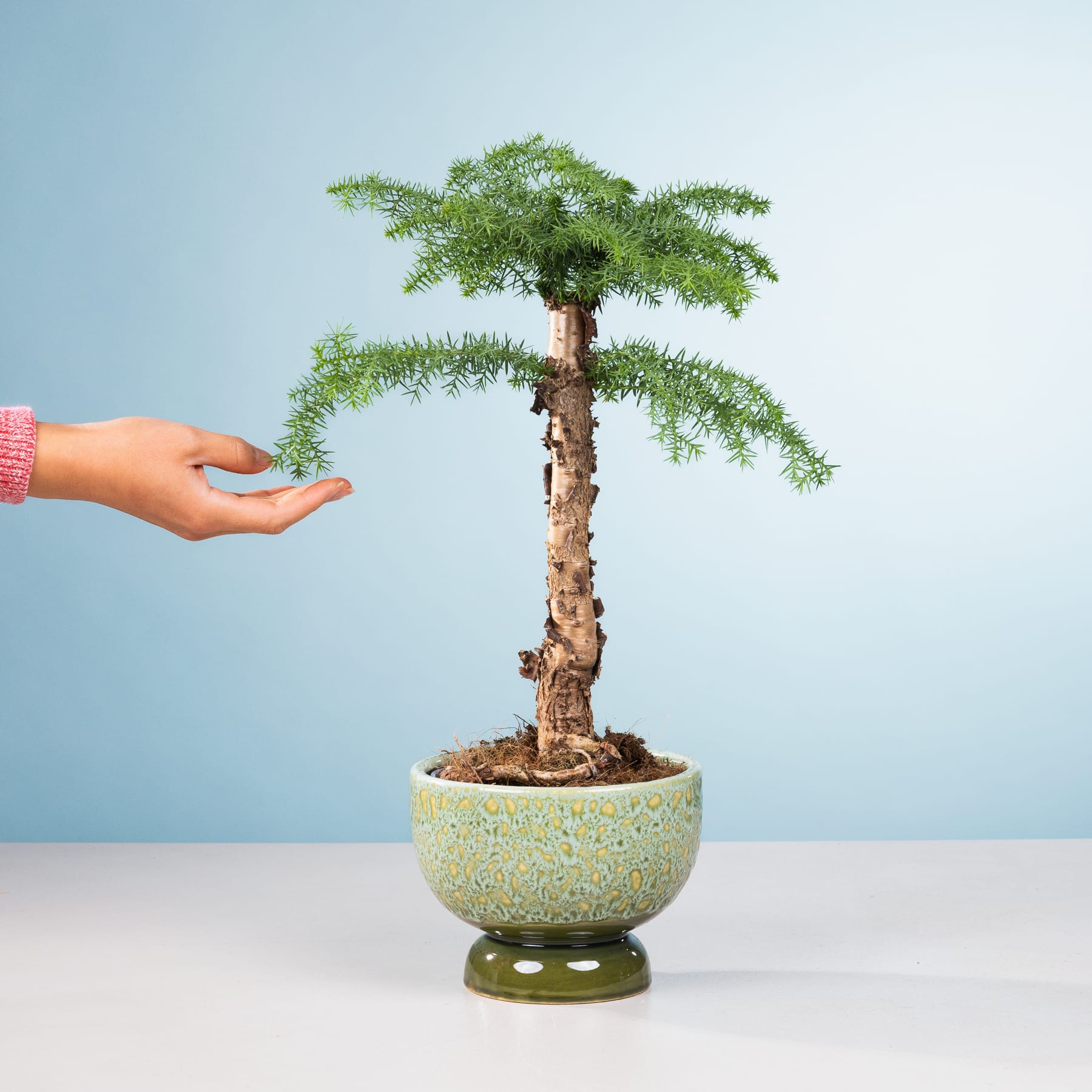 Ein kleiner Bonsai-Baum im Topf mit üppigem, grünem Laub wird vor einem schlichten, blauen Hintergrund in einer Hand gehalten.