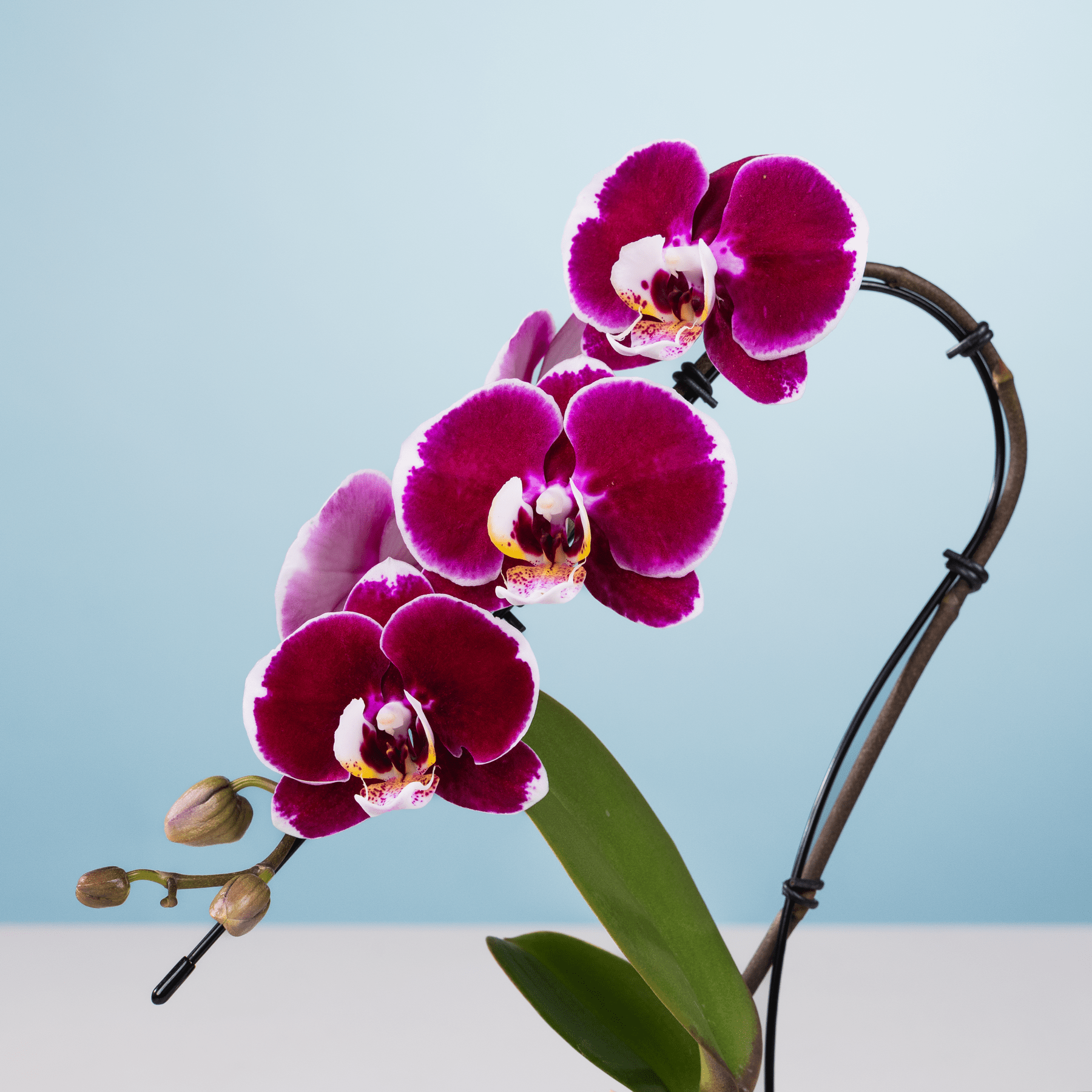 Eine leuchtende Ansammlung tiefvioletter Orchideenblüten hebt sich von einem sanften blaugrauen Hintergrund ab, wobei ihre zarten Blütenblätter und Blütenmitten einen auffälligen visuellen Kontrast erzeugen.