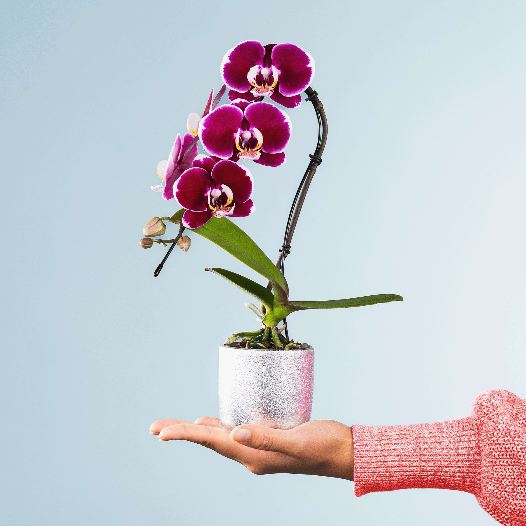Eine Person hält vor einem hellblauen Hintergrund eine leuchtend violette Orchidee in der Hand.