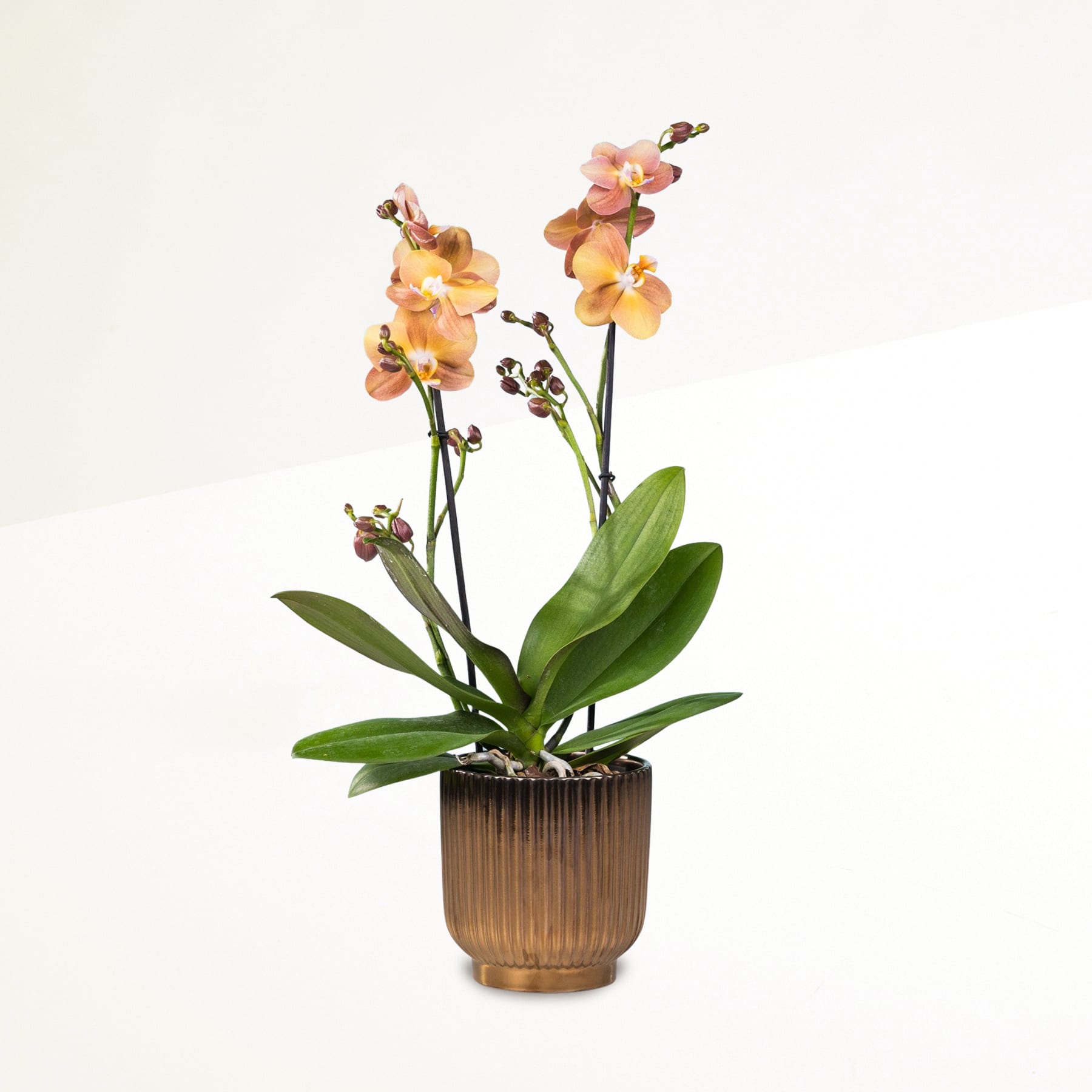 Eine Orchideenpflanze im Topf mit leuchtend gelben und orangefarbenen Blüten steht vor einem schlichten weißen Hintergrund.