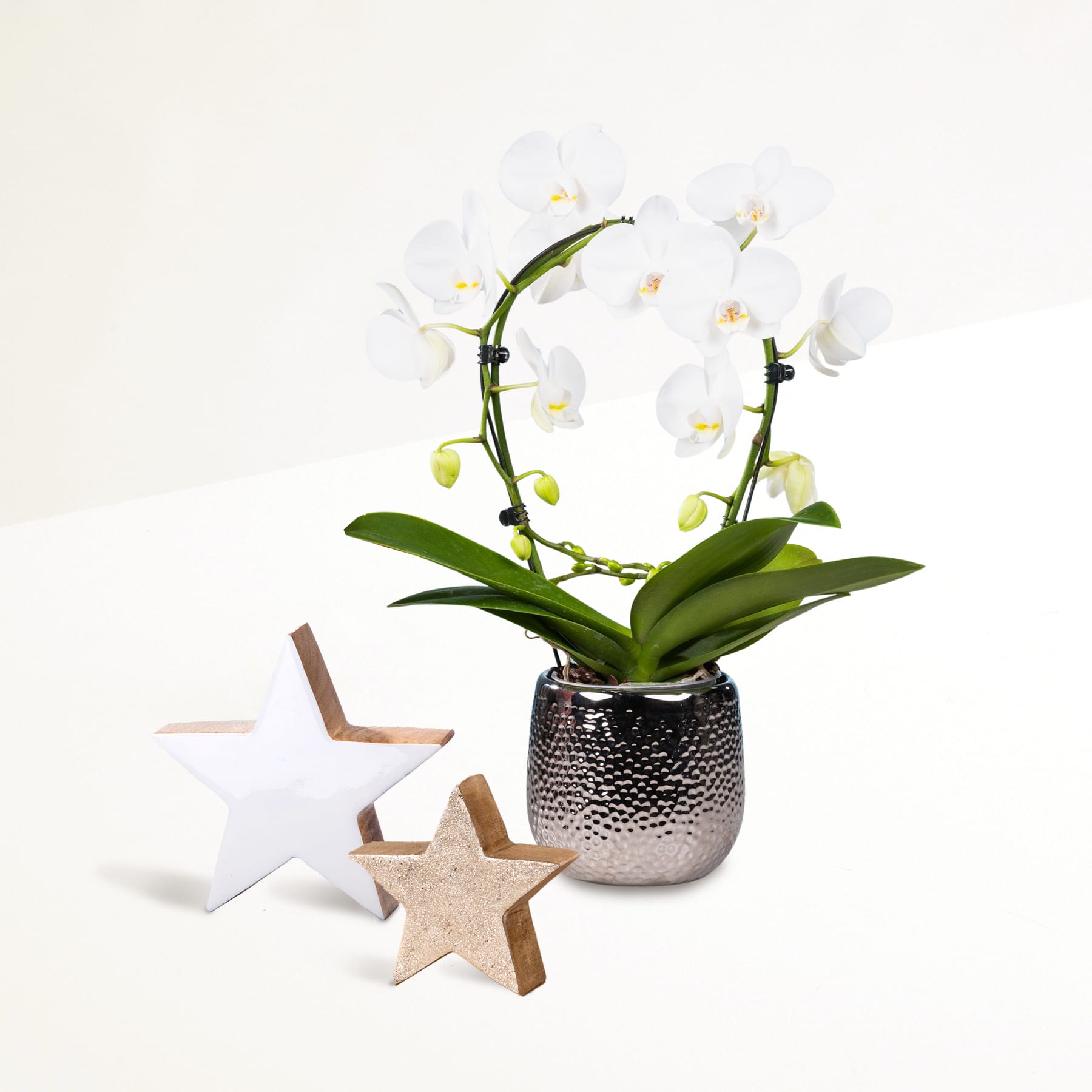 Das Bild zeigt eine weiße Orchidee im Topf mit zarten Blüten vor einem schlichten weißen Hintergrund, begleitet von drei sternförmigen Holzdekorationen.