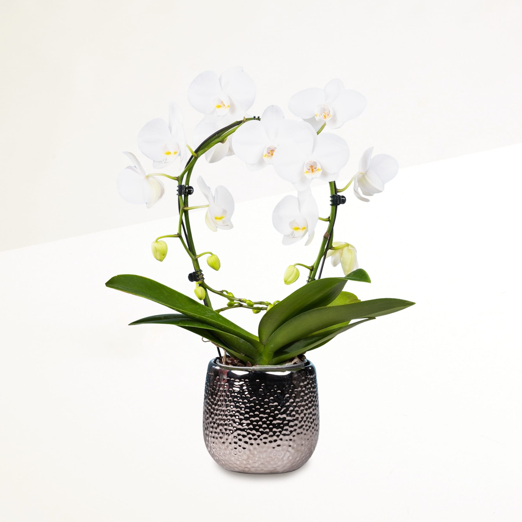 Eine Orchideenpflanze im Topf mit zarten weißen Blüten und grünen Blättern steht auf einem schlichten weißen Hintergrund.