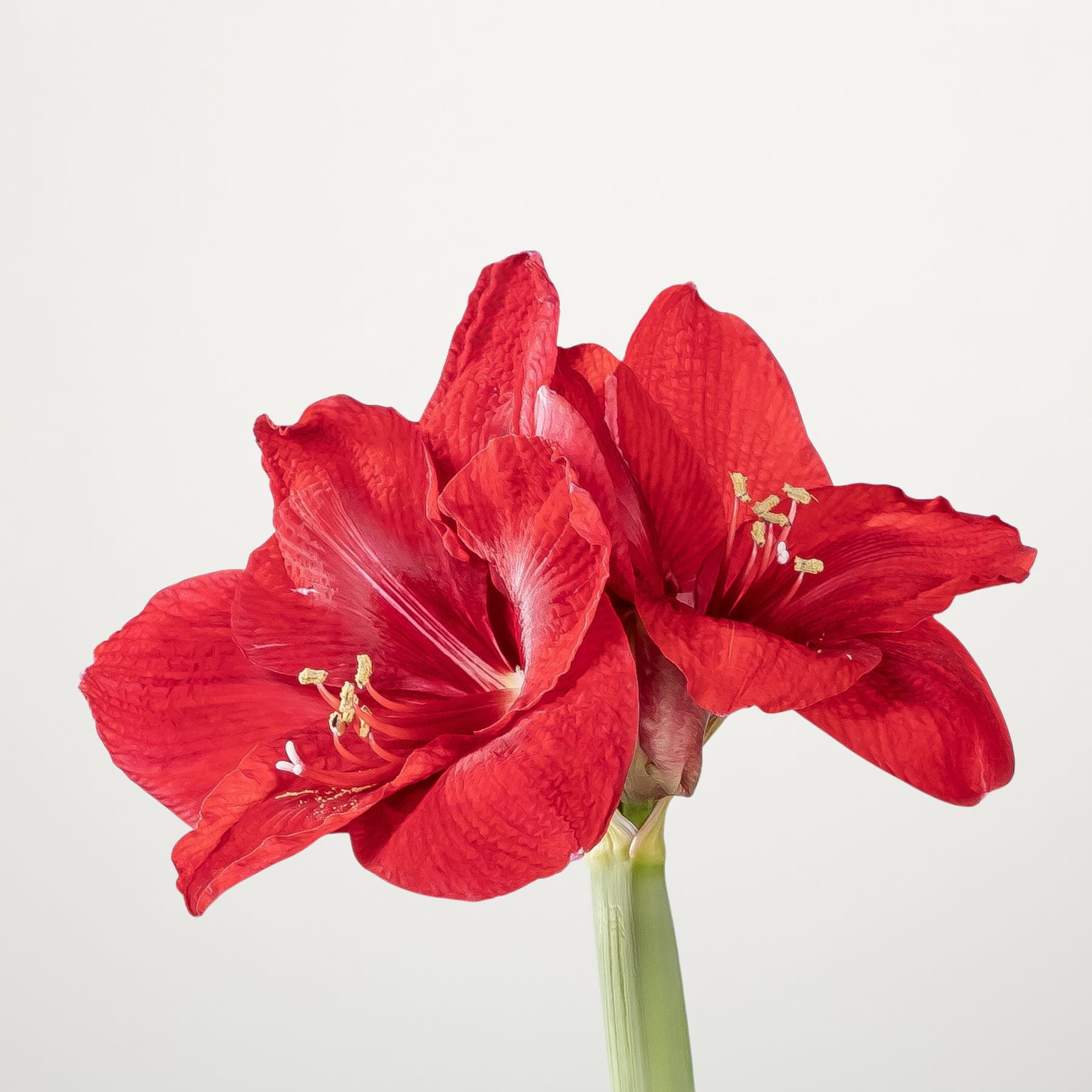 Eine leuchtend rote Amaryllisblüte mit zarten Blütenblättern und einem markanten Staubblatt in der Mitte steht vor einem schlichten weißen Hintergrund.
