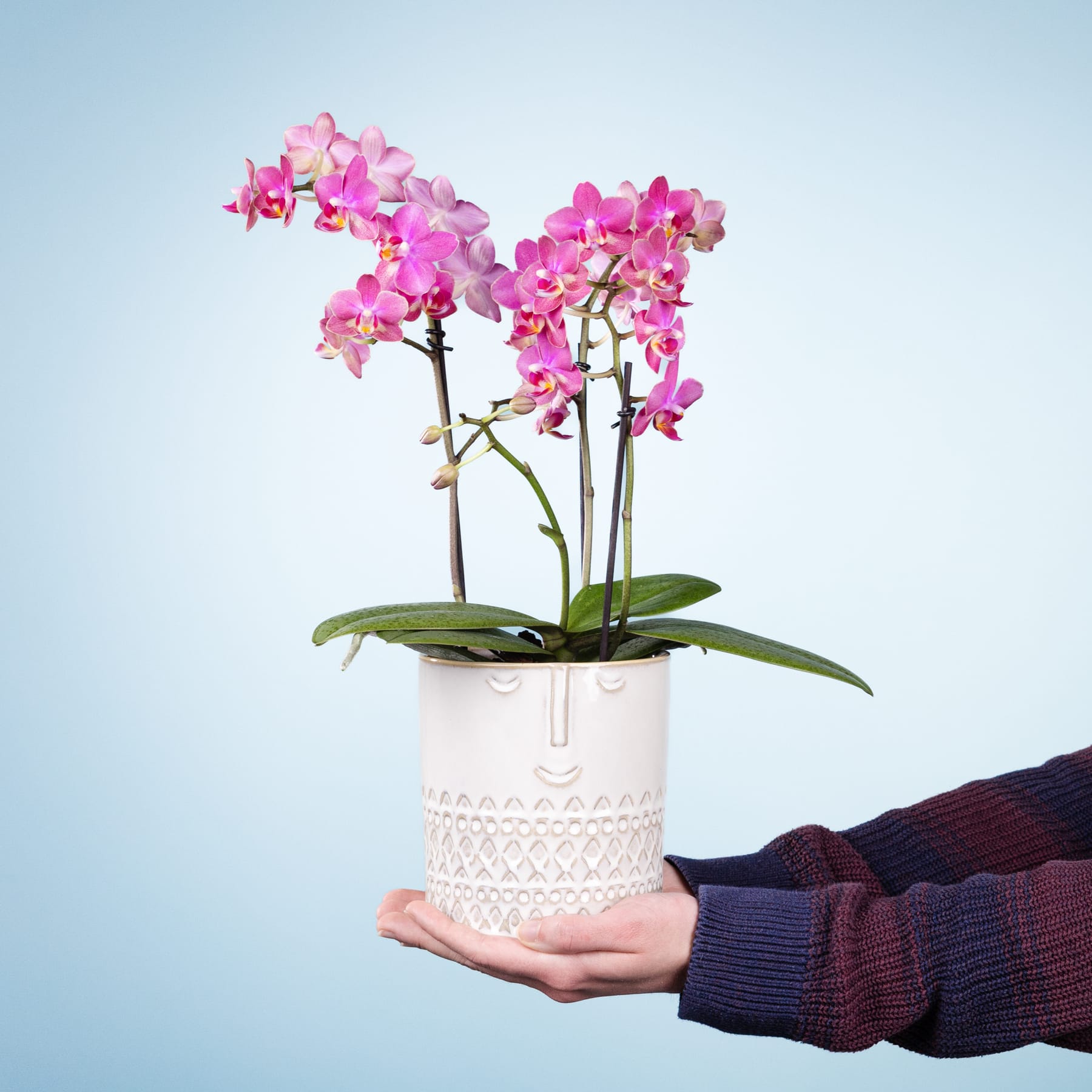 Eine Hand hält eine Orchidee im Topf mit leuchtend rosa Blüten vor einem schlichten blauen Hintergrund.
