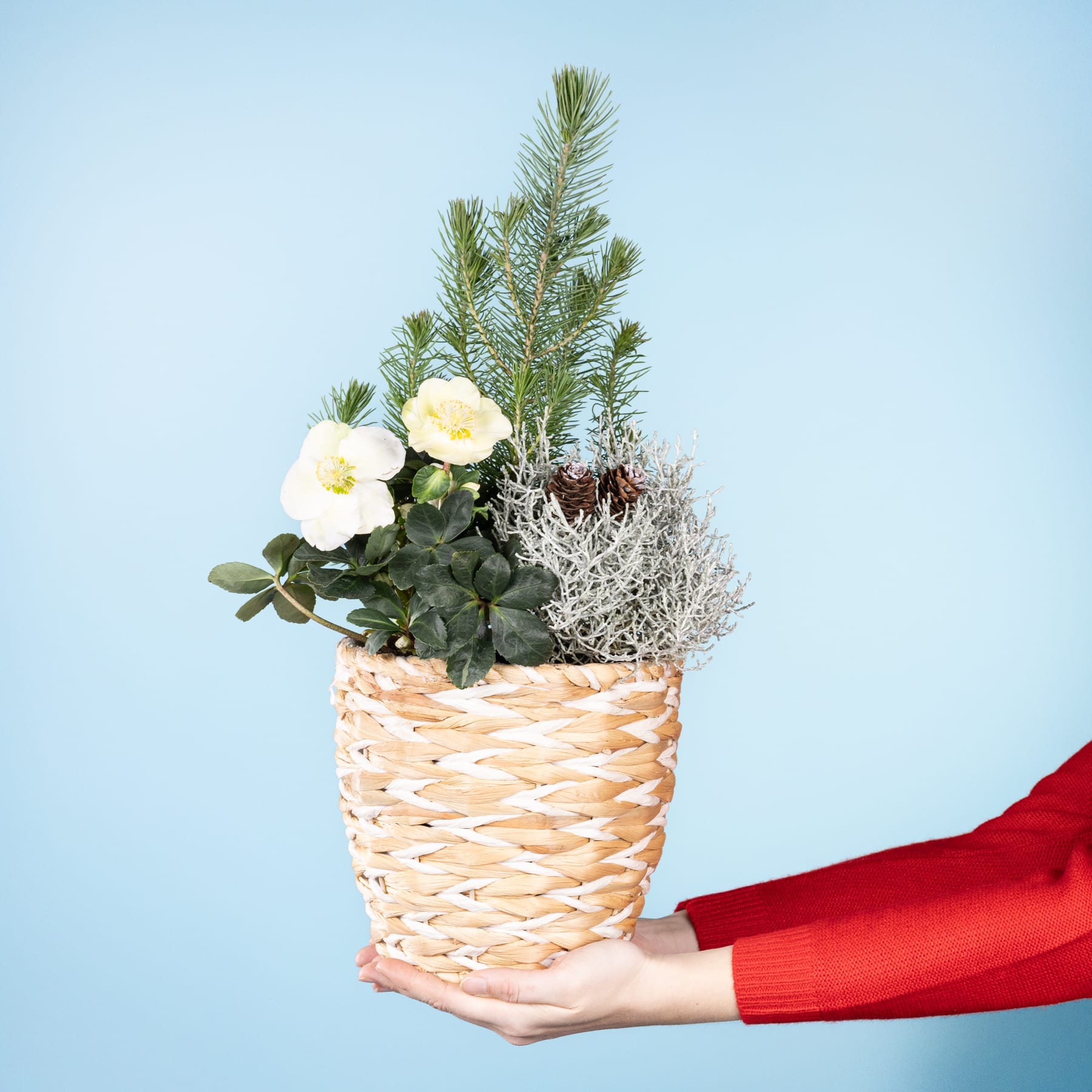 Ein geflochtener Korb, gefüllt mit verschiedenen Pflanzen, darunter weiße Blumen, Kiefernzweige und eine moosartige Bodenbedeckung, wird vor einem schlichten blauen Hintergrund in den Händen einer Person gehalten.
