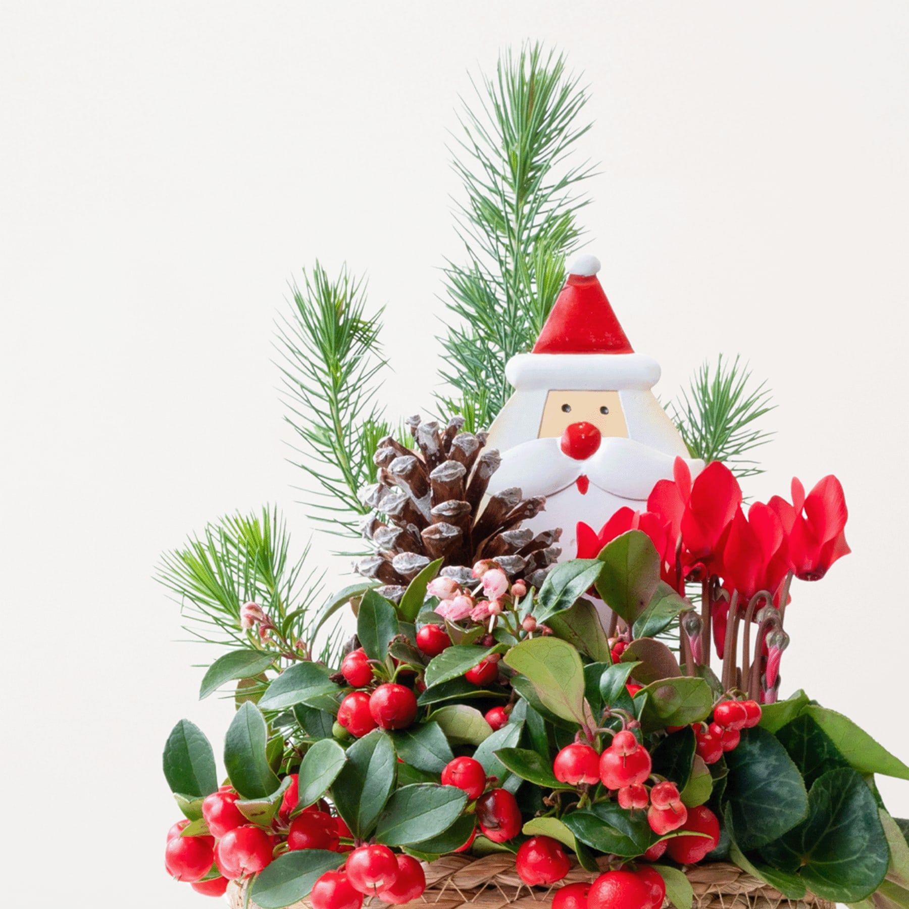 Ein festliches Arrangement mit einer Weihnachtsmannfigur, umgeben von Tannenzweigen, Tannenzapfen, roten Beeren und leuchtend roten Blumen vor einem schlichten weißen Hintergrund.