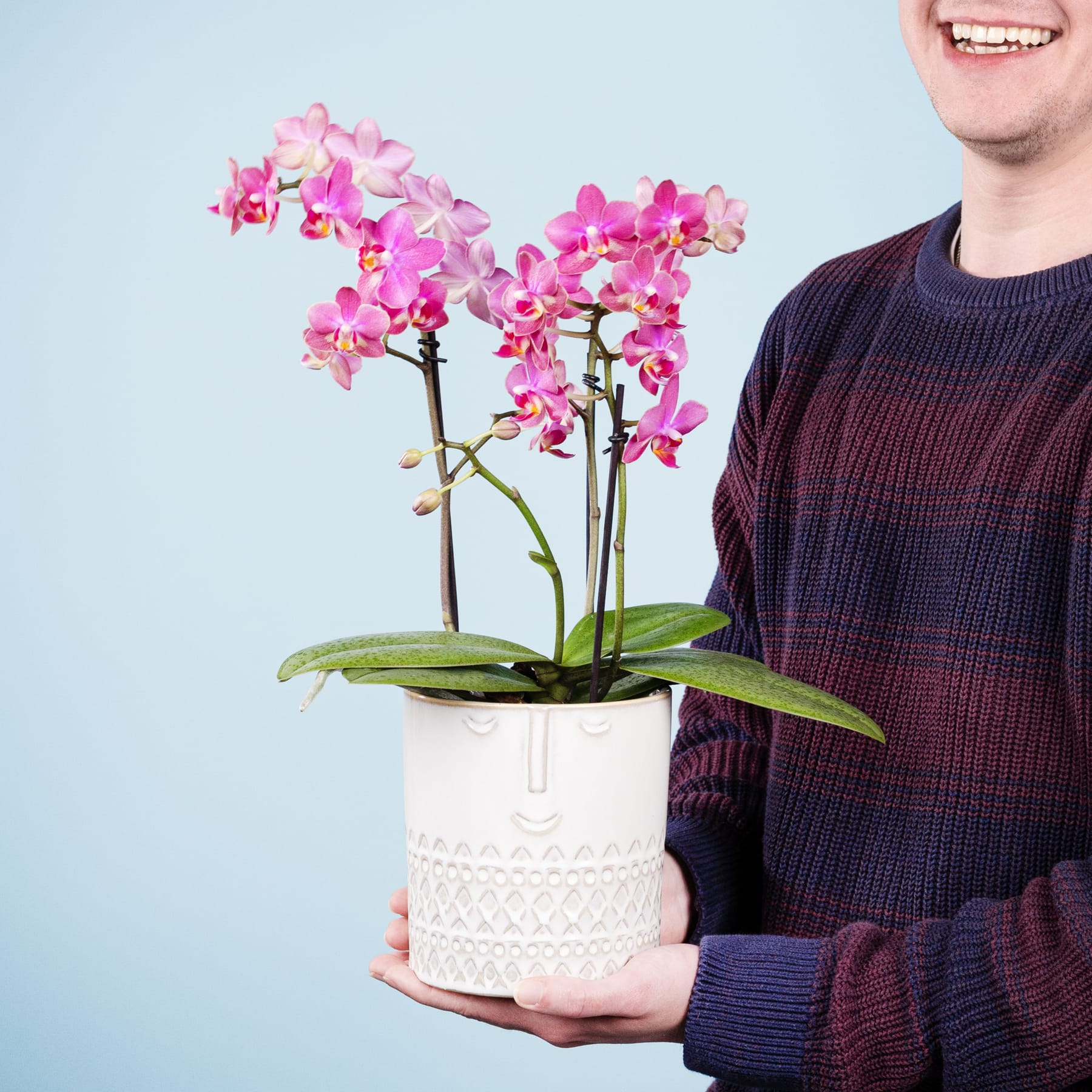 Eine Person in einem lila Pullover hält eine Orchidee im Topf mit leuchtend rosa Blüten vor einem hellblauen Hintergrund.