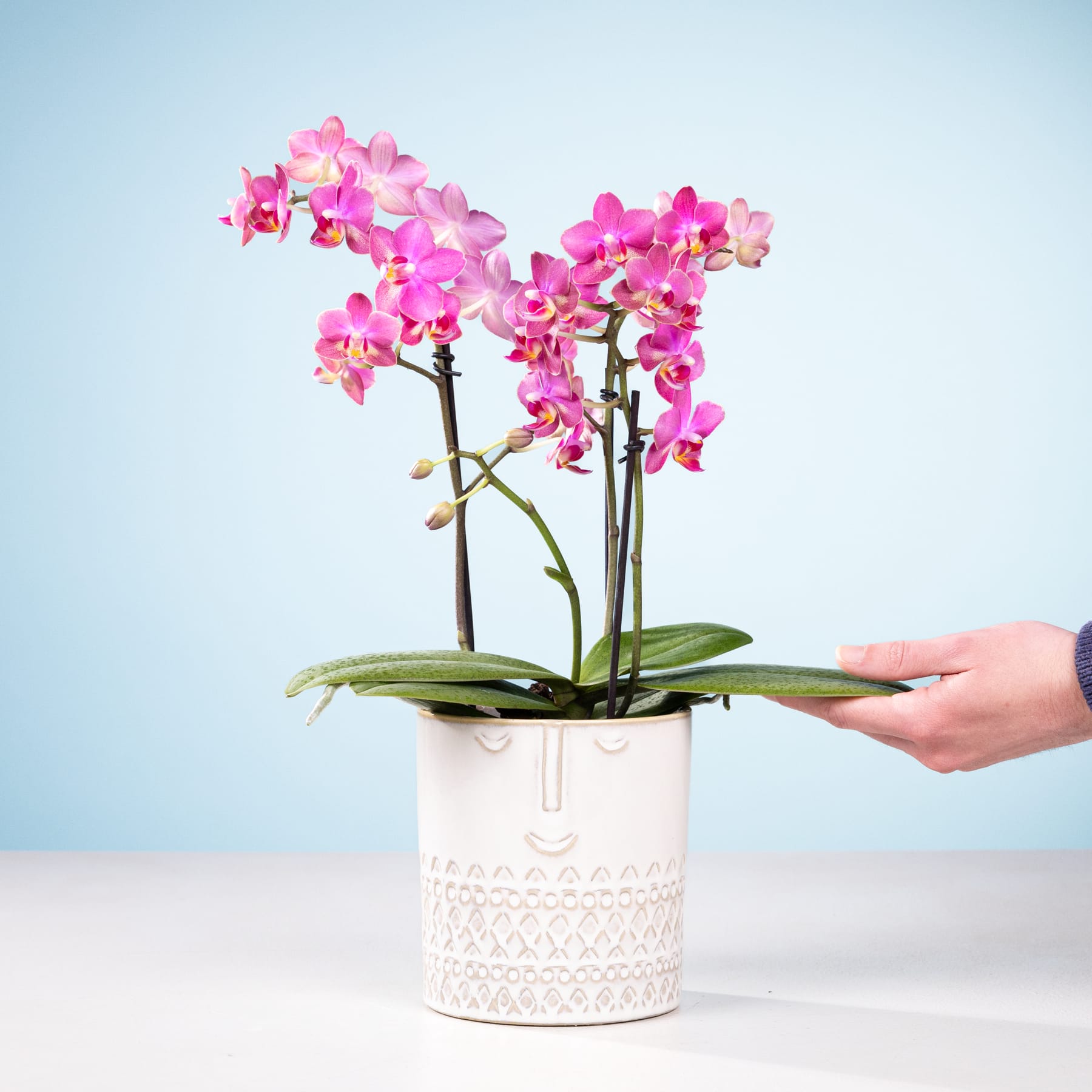 Ein leuchtender Strauß rosa Orchideen in einem dekorativen weißen Keramiktopf vor einem schlichten blauen Hintergrund.