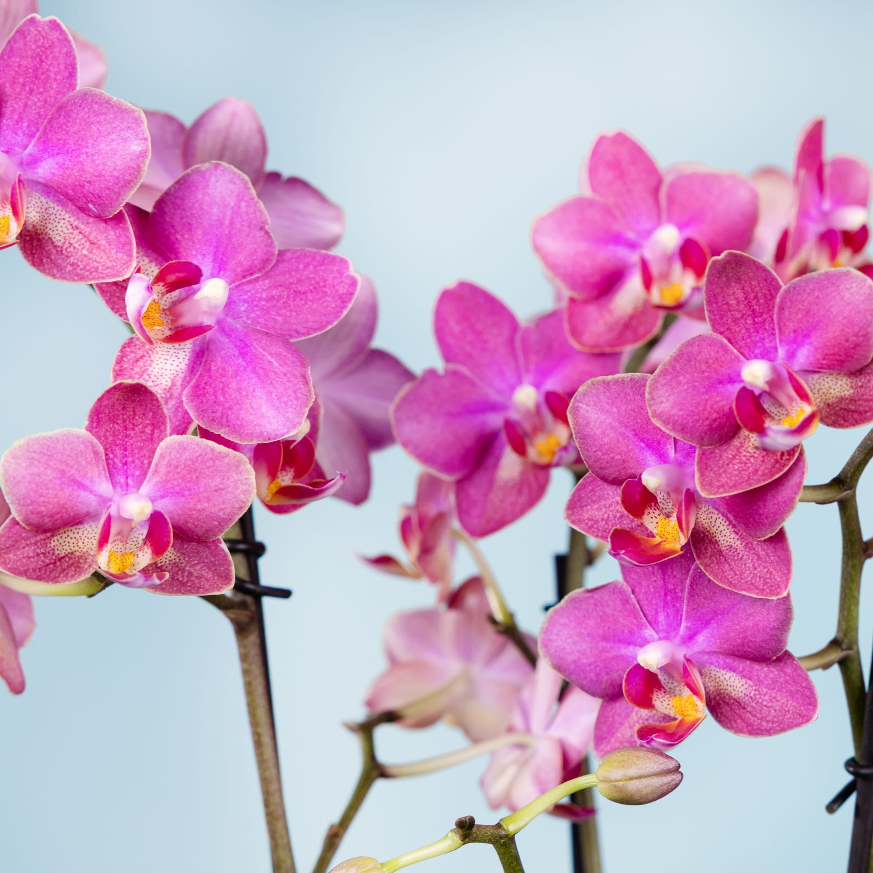 Leuchtend rosa Orchideenblüten mit zarten Blütenblättern und gelber Mitte vor einem sanften blauen Hintergrund.