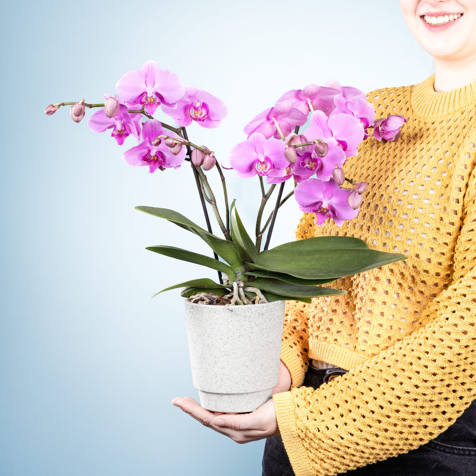 Das Bild zeigt eine Person, die eine Orchidee im Topf mit leuchtend rosa Blüten vor einem hellblauen Hintergrund hält.