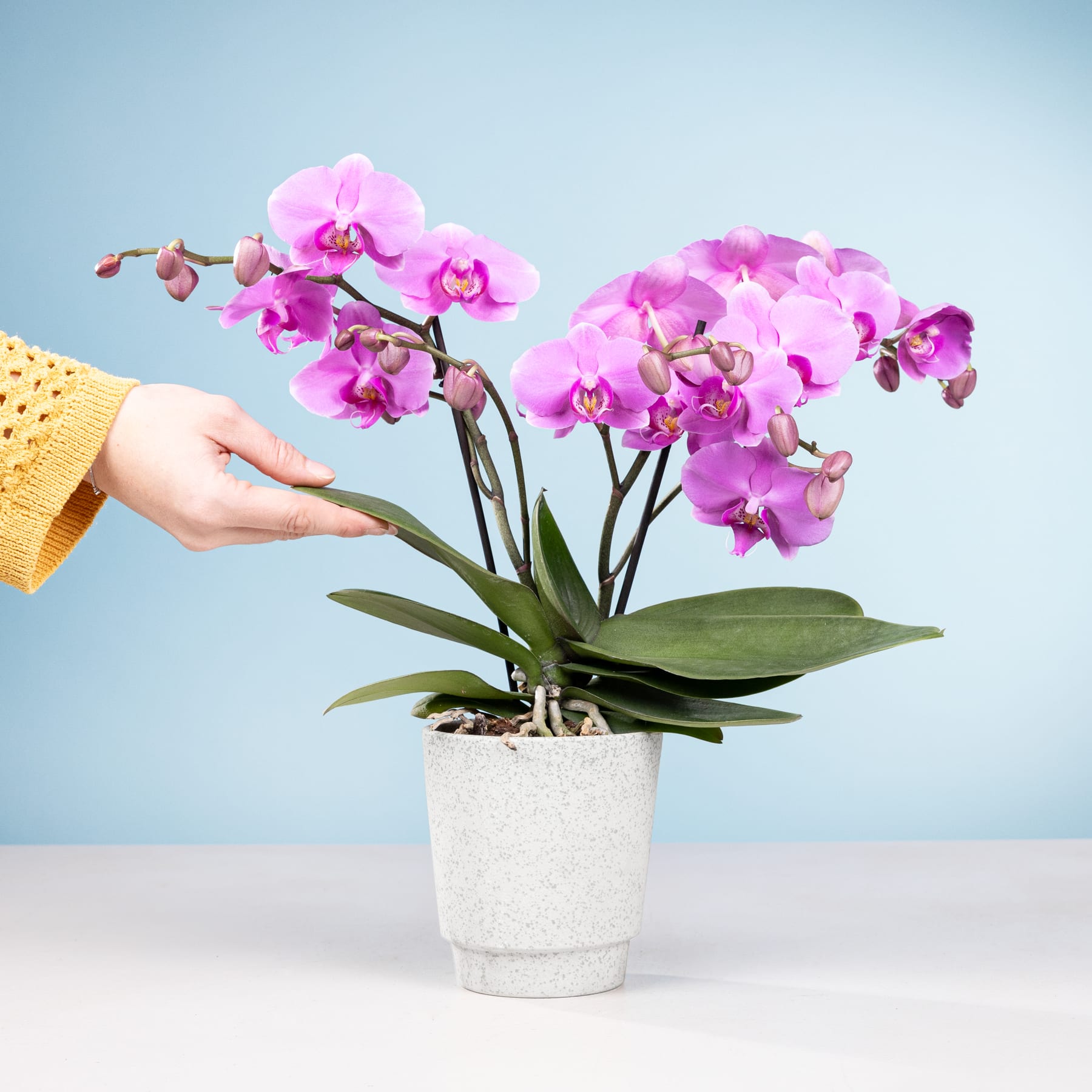 Ein leuchtender Strauß rosa Orchideen in einem weißen Keramiktopf vor einem hellblauen Hintergrund, in den eine Hand hineingreift, um die zarten Blüten zu berühren.